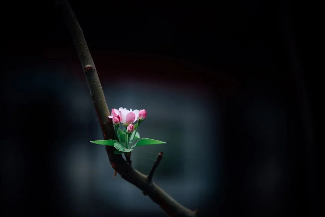 Close-up of pink flower buds blooming on a thin branch with a dark background.