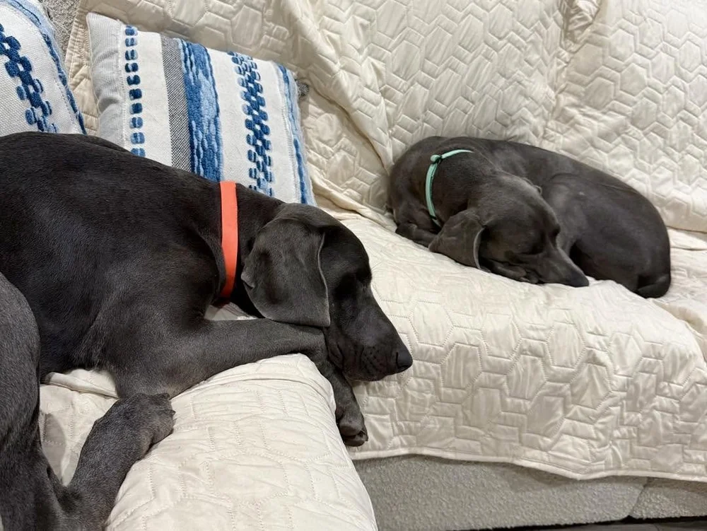 A Weimaraner in the WRT rescue program