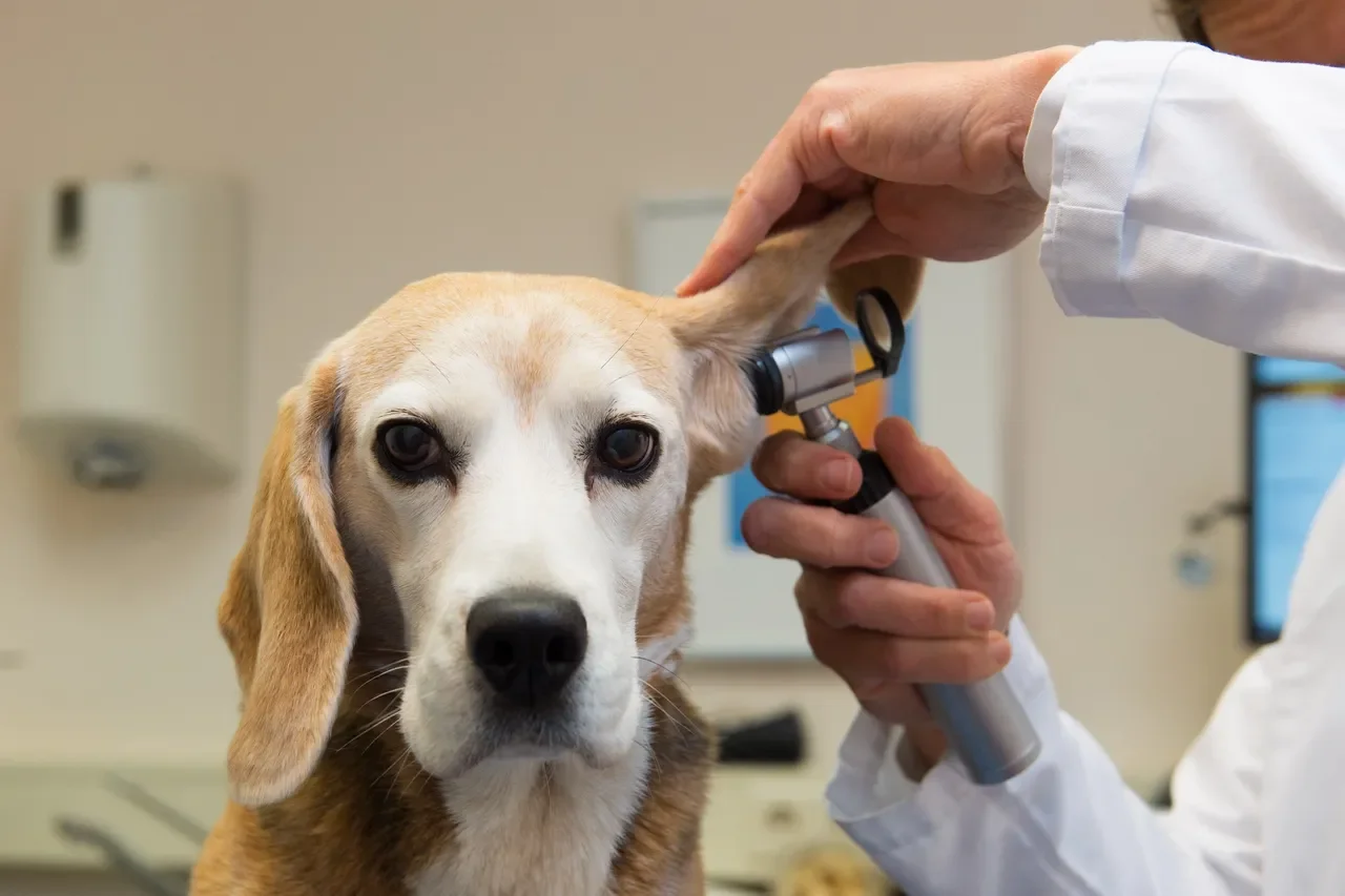 Using Image Recognition to Identify Dog Health Issues