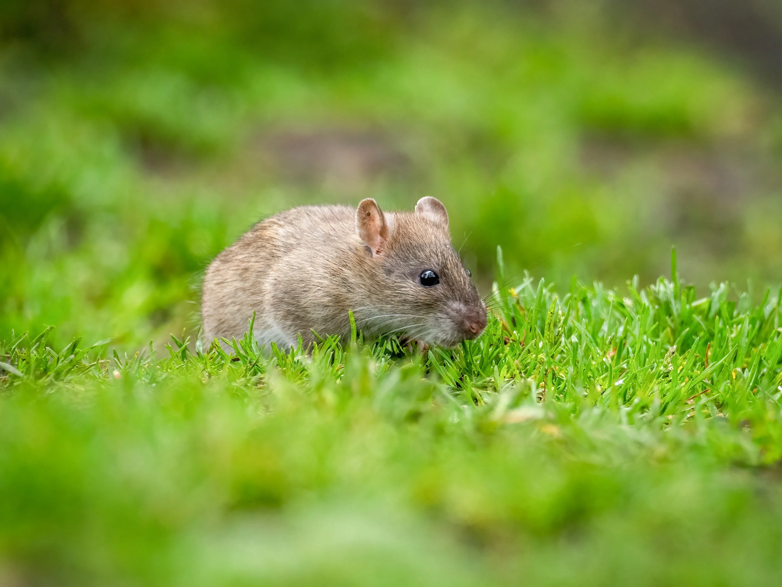 Does Dog Poop Attract Rats? (Yes — Here's What to Do About It)