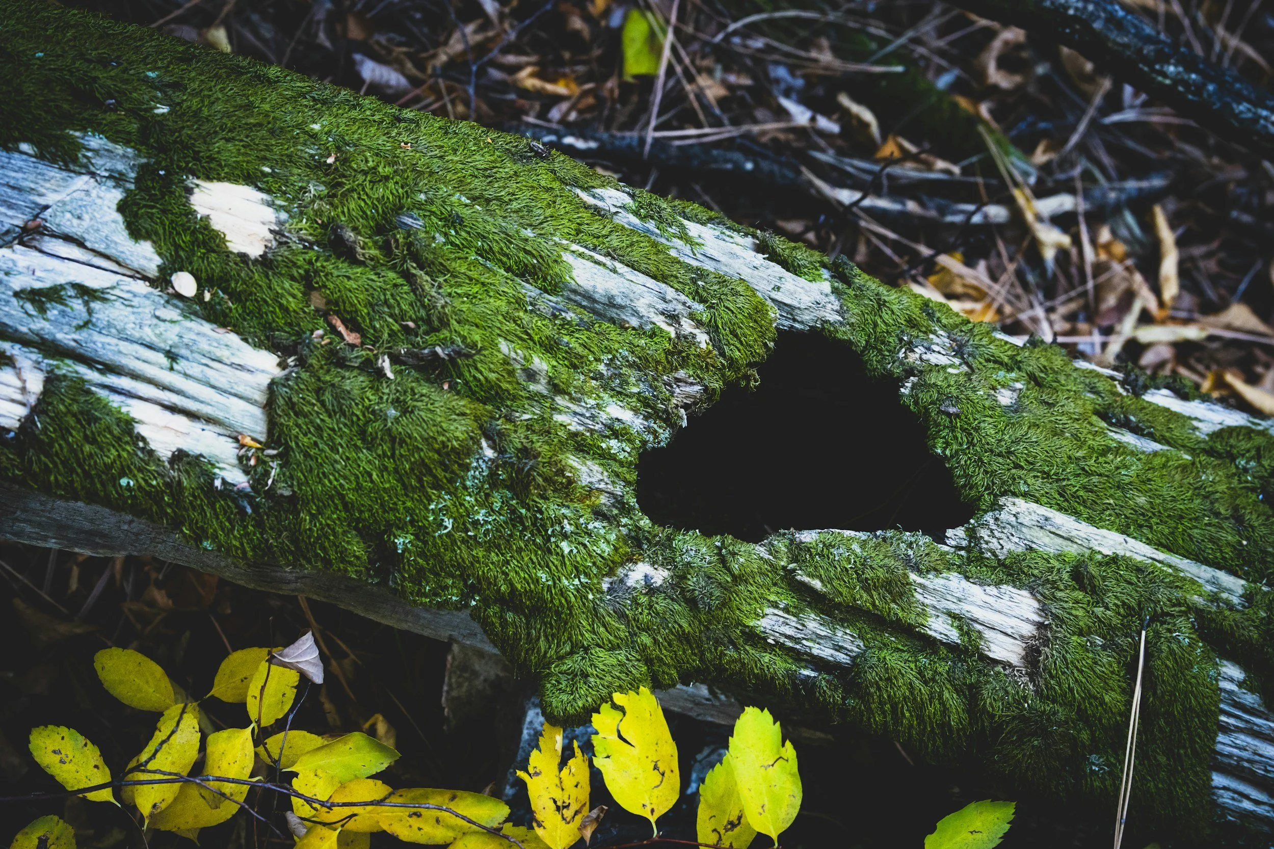 How Long Does It Take Dog Poop to Decompose?