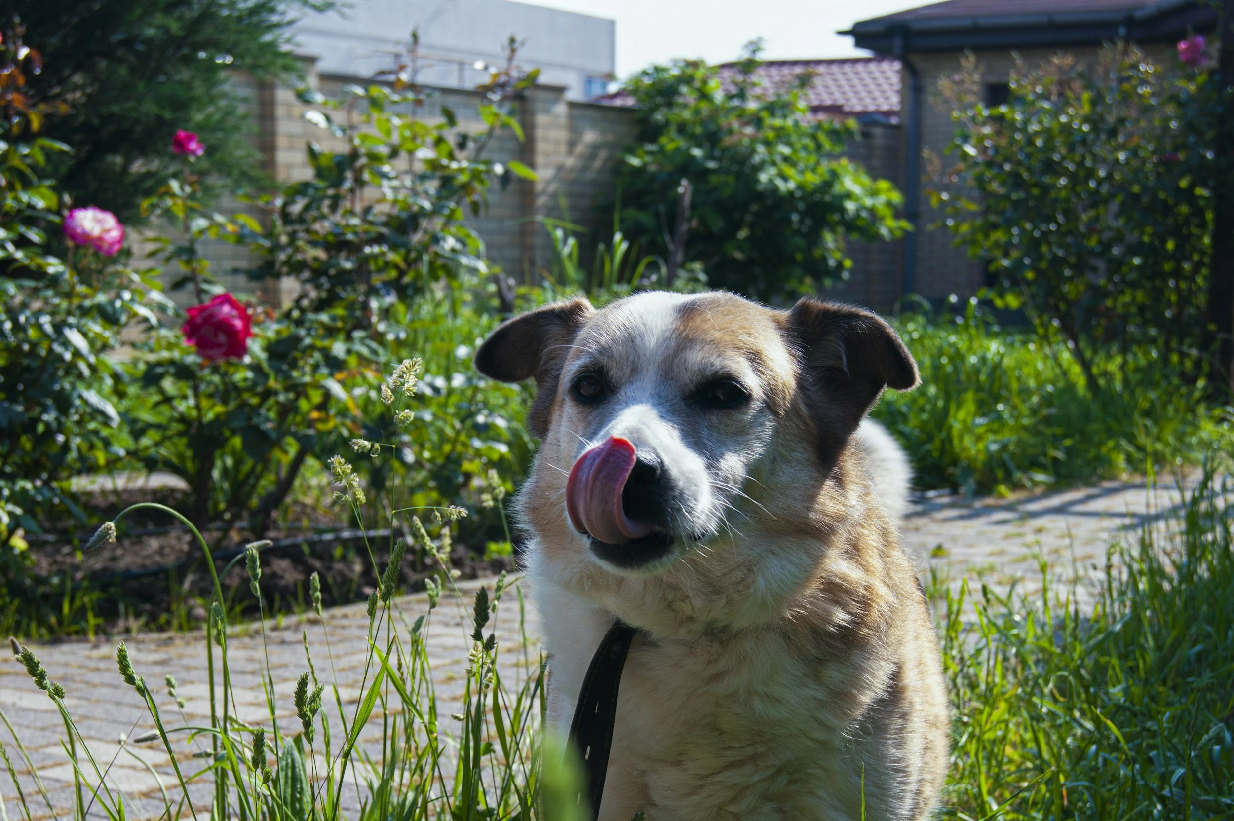 Why Does My Dog Eat Poop? (And How to Stop It)