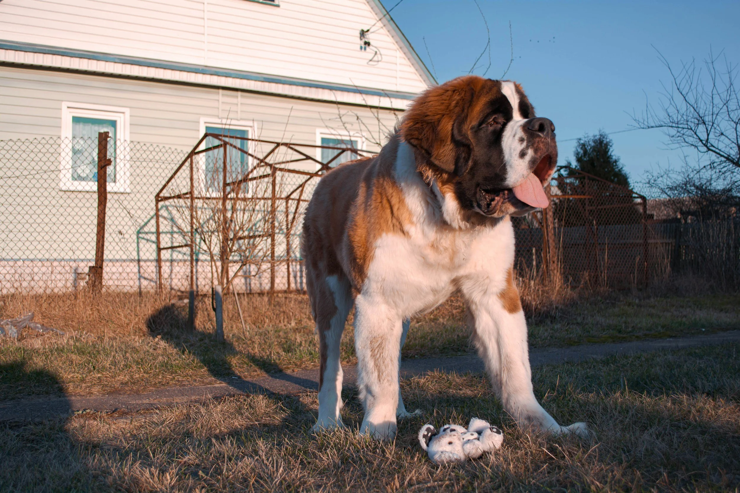 Best Pooper Scoopers for Large Dogs (And a Better Option)