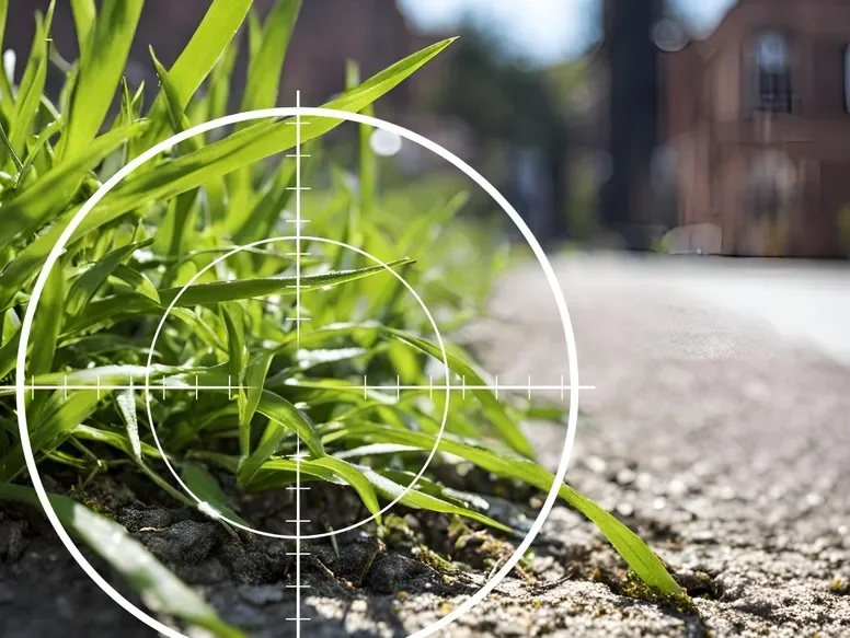 Close-up of green grass on a sidewalk with crosshairs overlay