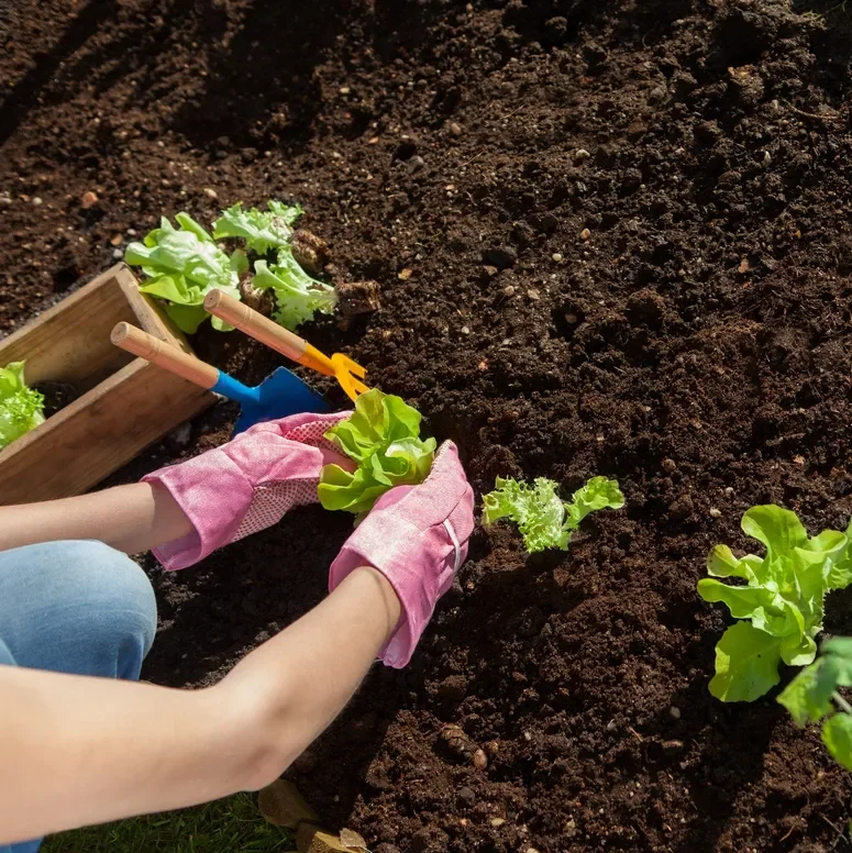 Person gardening, planting lettuce seedlings in dark soil, wearing pink gloves, using small hand tools.