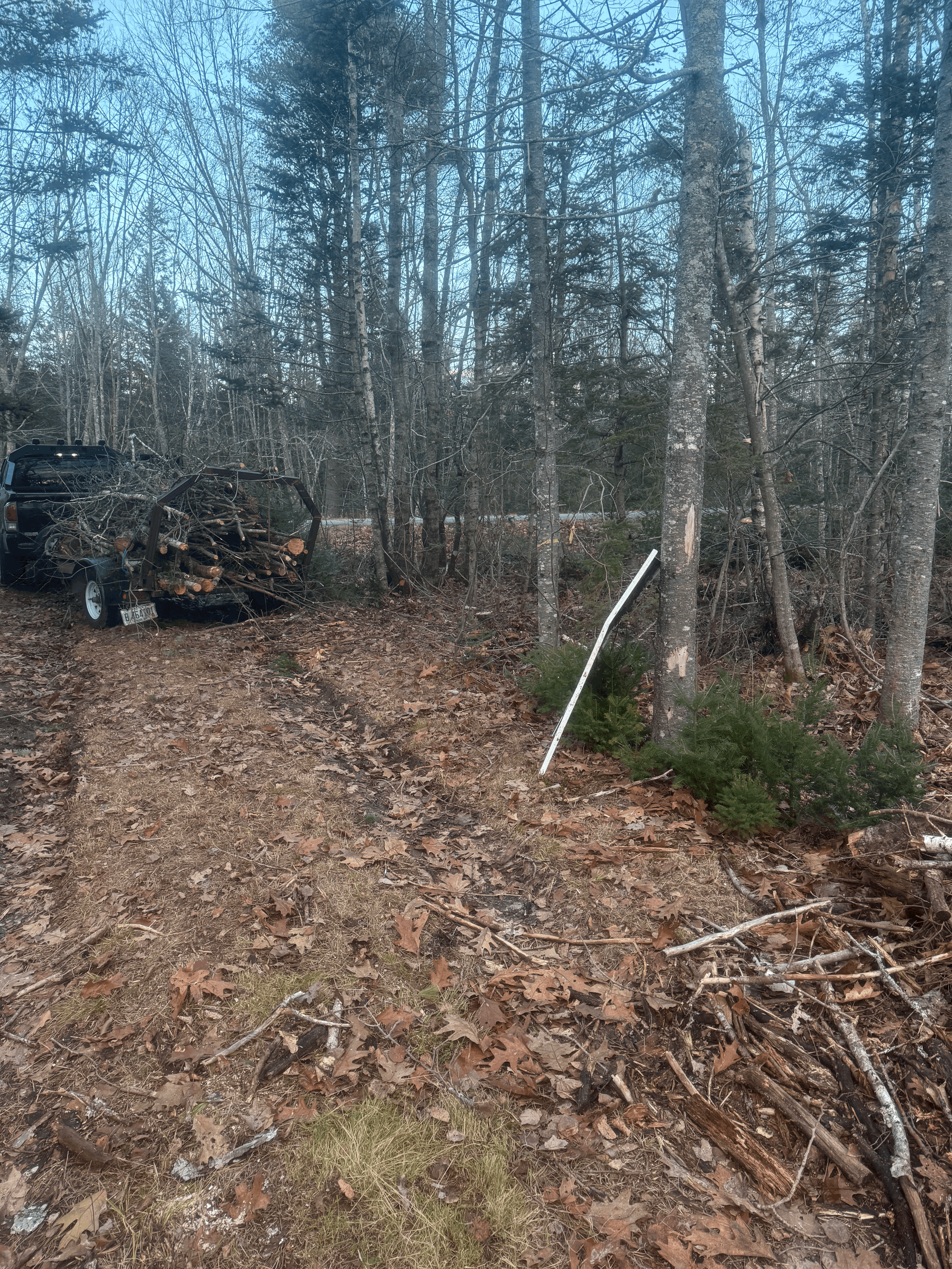 hauling of trunks and brush