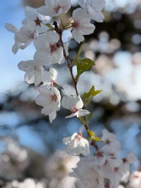 Close-up of white cherry blossoms on a branch with a blurred background of more blossoms and blue sky.