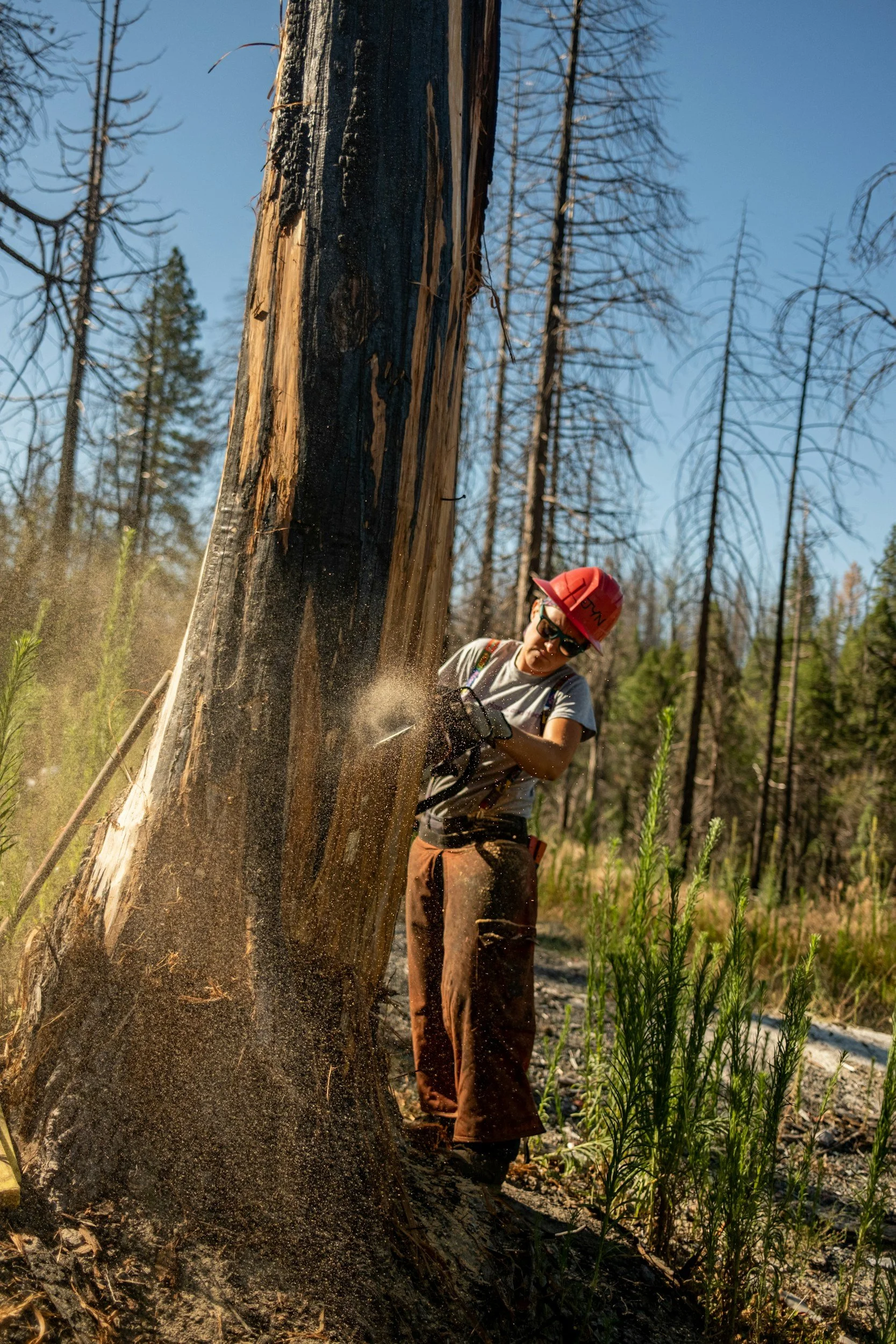 Person wearing a red hard hat and safety glasses cutting a fallen tree with a chainsaw in a forest, surrounded by burnt trees and green plants.