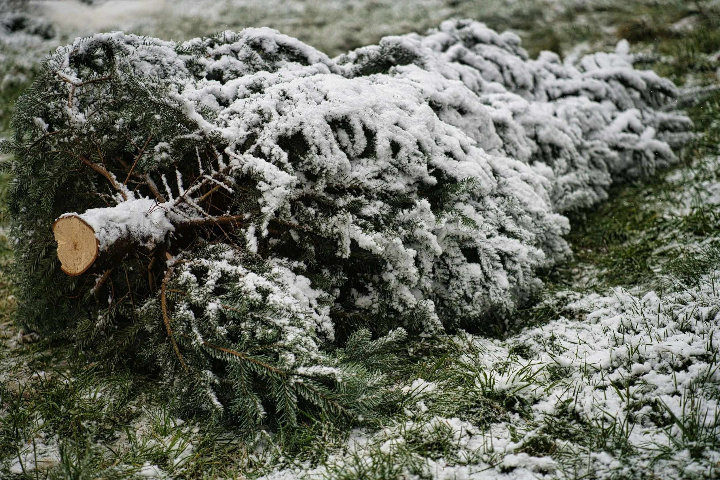 Tree Recycling