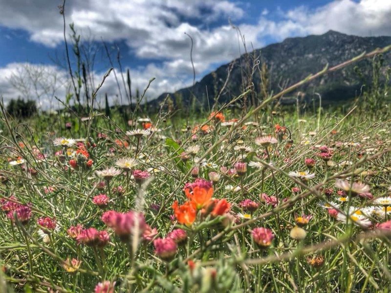 Close-up of wildflowers including pink, orange, and white blossoms in a field with mountains and a partly cloudy sky in the background.