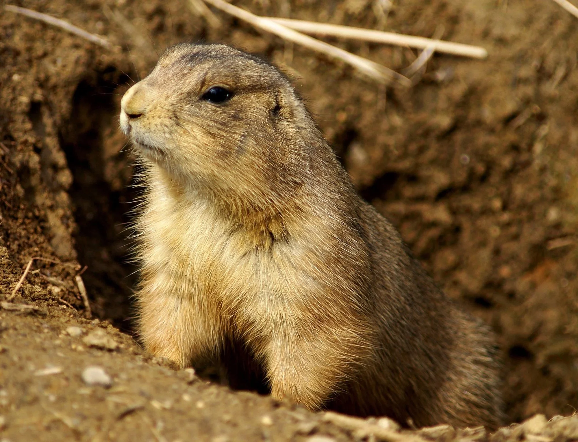 A prairie dog peeking out of its burrow in Cheyemme Mountain State Park
