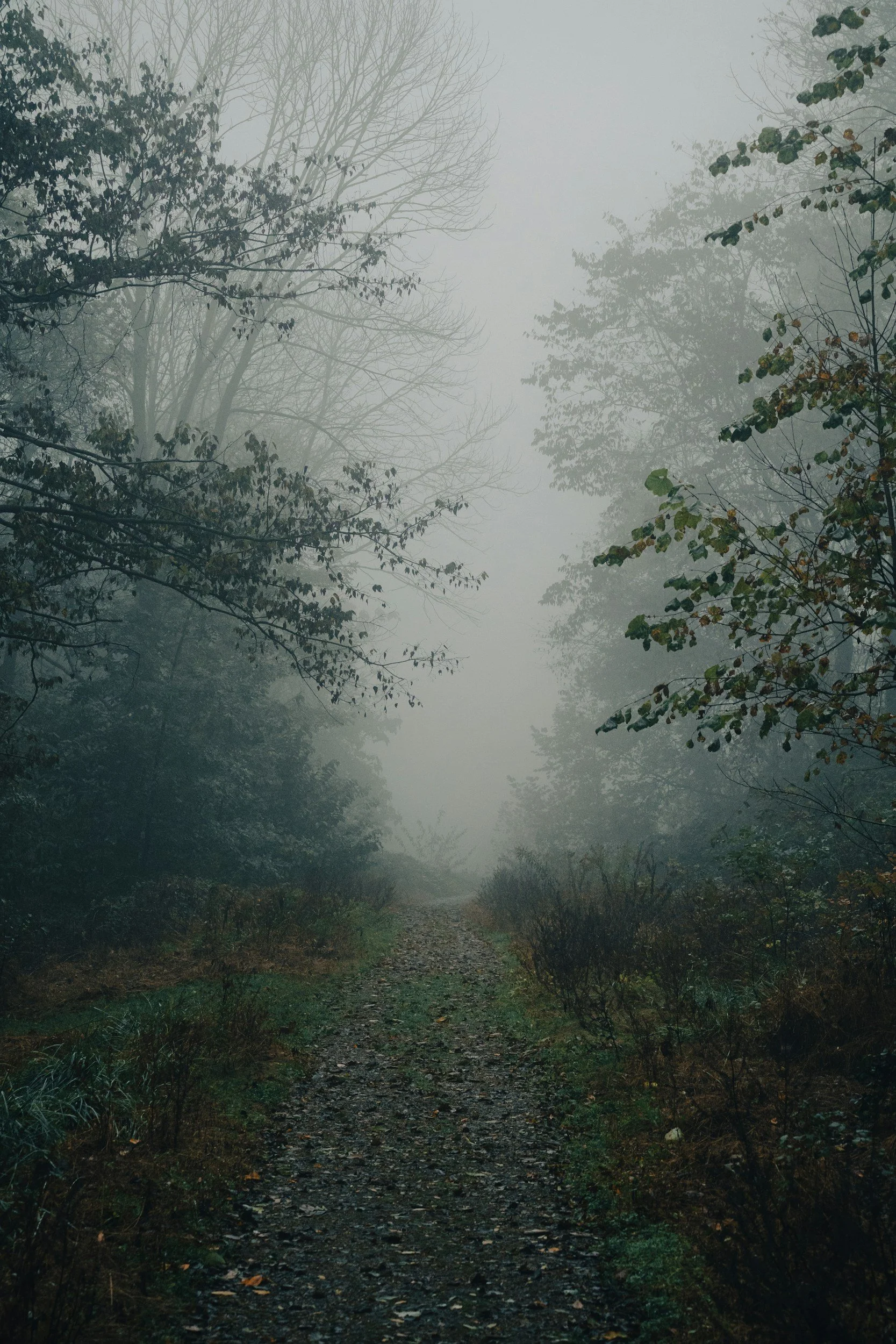 A foggy forest path surrounded by trees and bushes, with limited visibility due to dense fog.