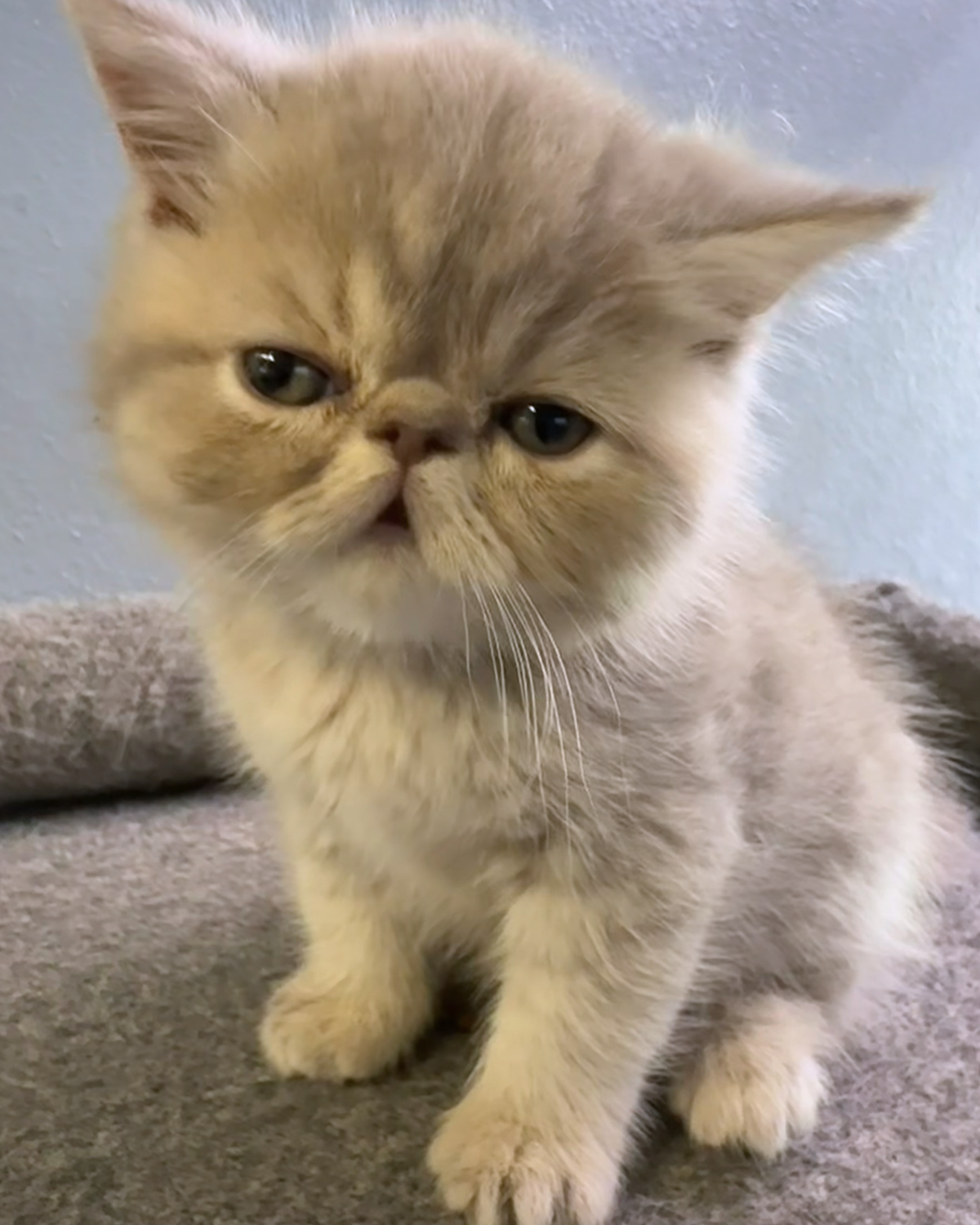 A cute, fluffy kitten with a flat face and large, expressive eyes sitting on a gray surface against a pale blue wall.