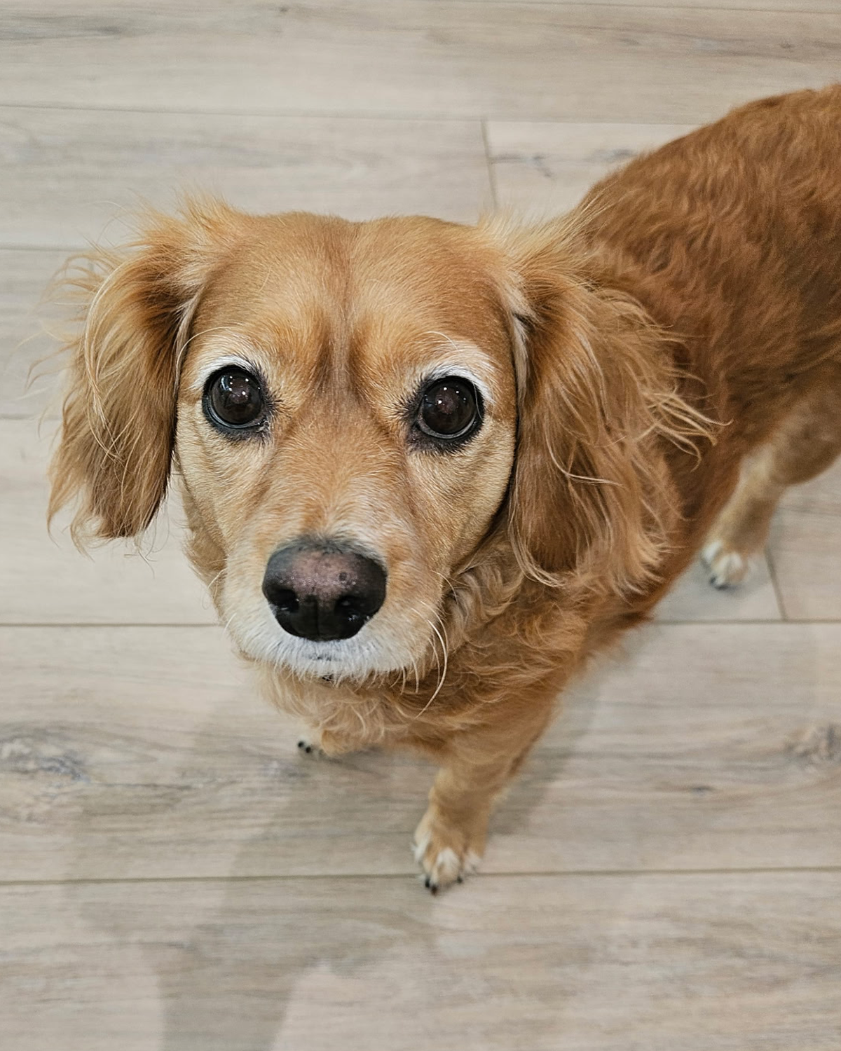 A brown dog with floppy ears looking up at the camera, standing on a wooden floor.