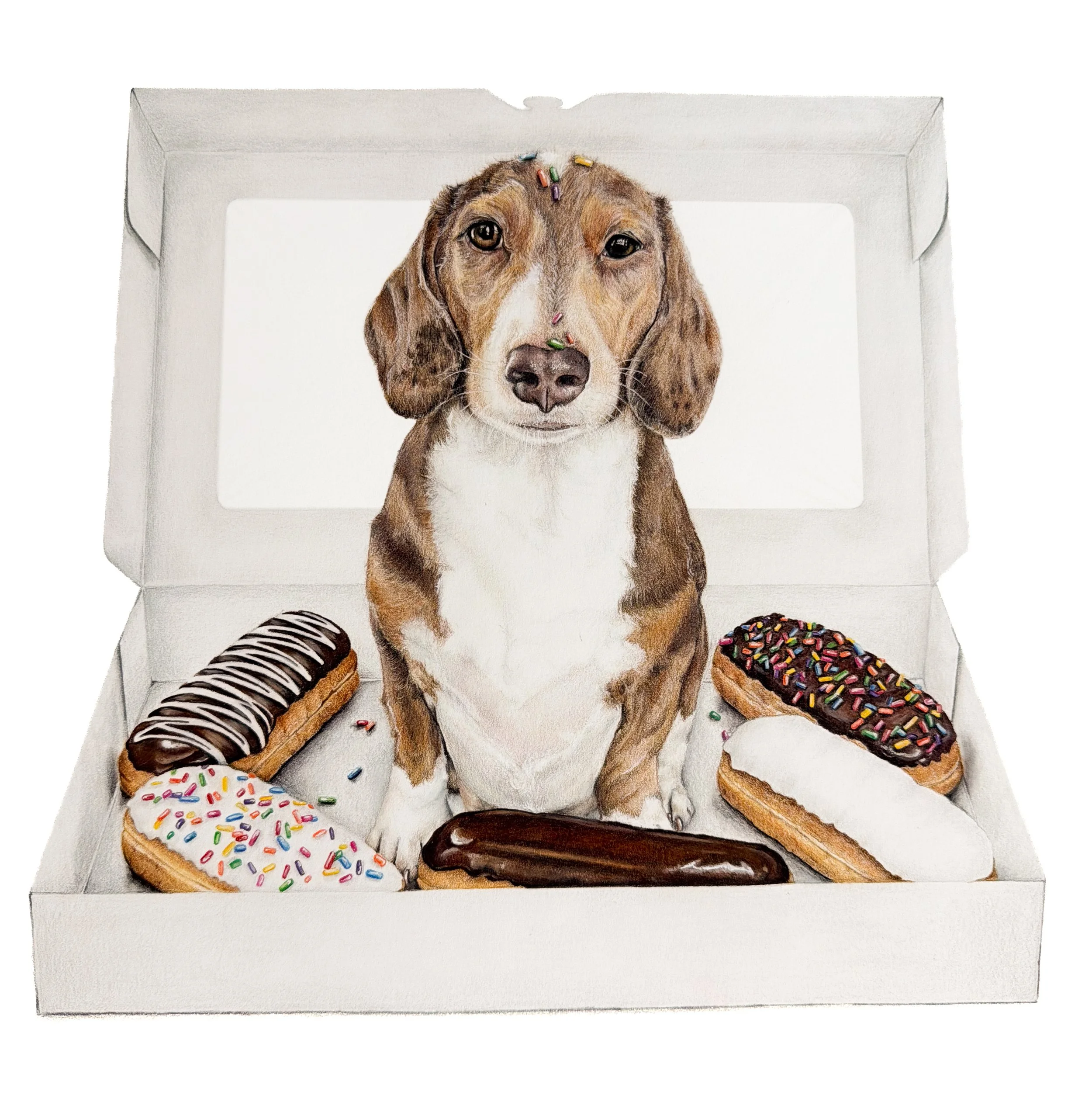 A dachshund in a donut box 