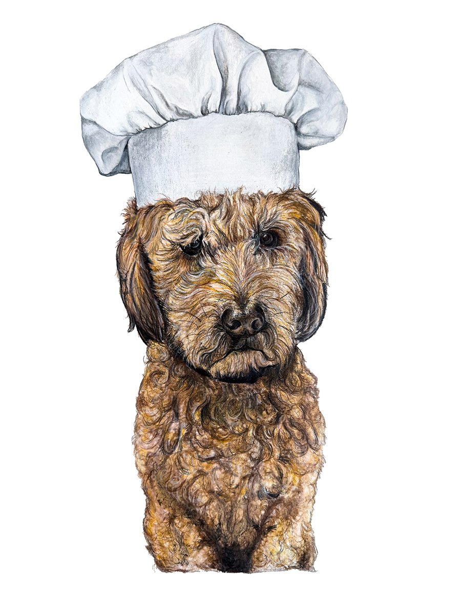 Colored pencil portrait of Murdock, a dog wearing a chef's hat and apron, by Huemane art