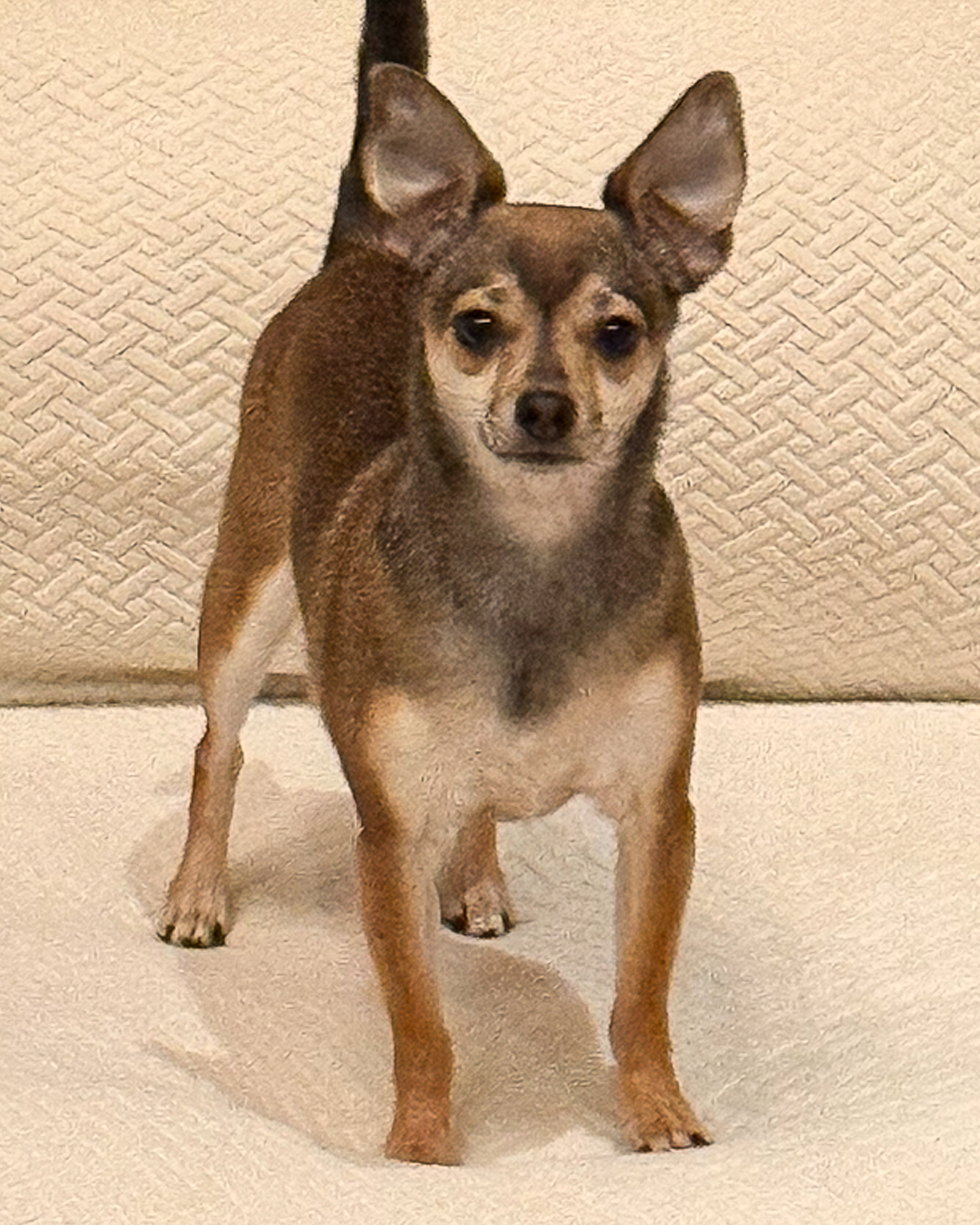 A small dog with large ears and a brown and tan coat standing on a beige carpet in front of a textured beige wall.