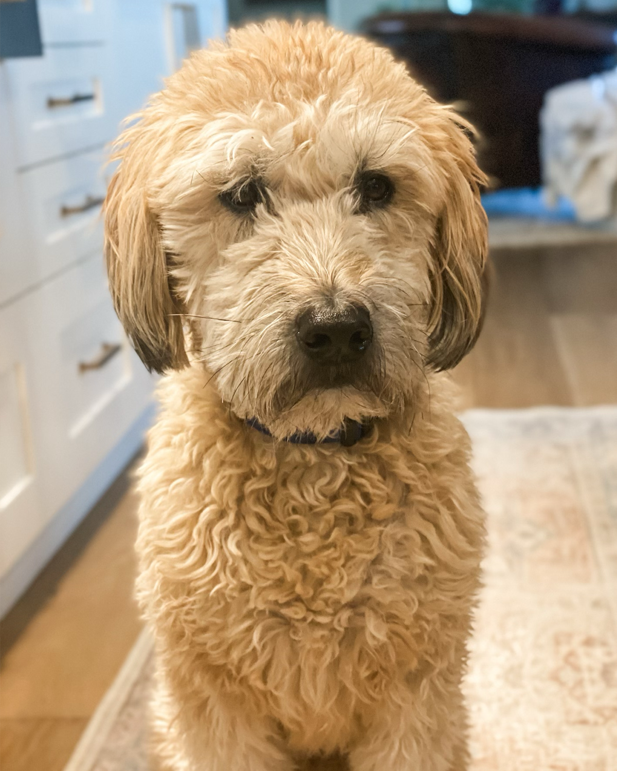 A close-up of a curly-coated golden retriever sitting indoors, looking directly at the camera with a neutral expression