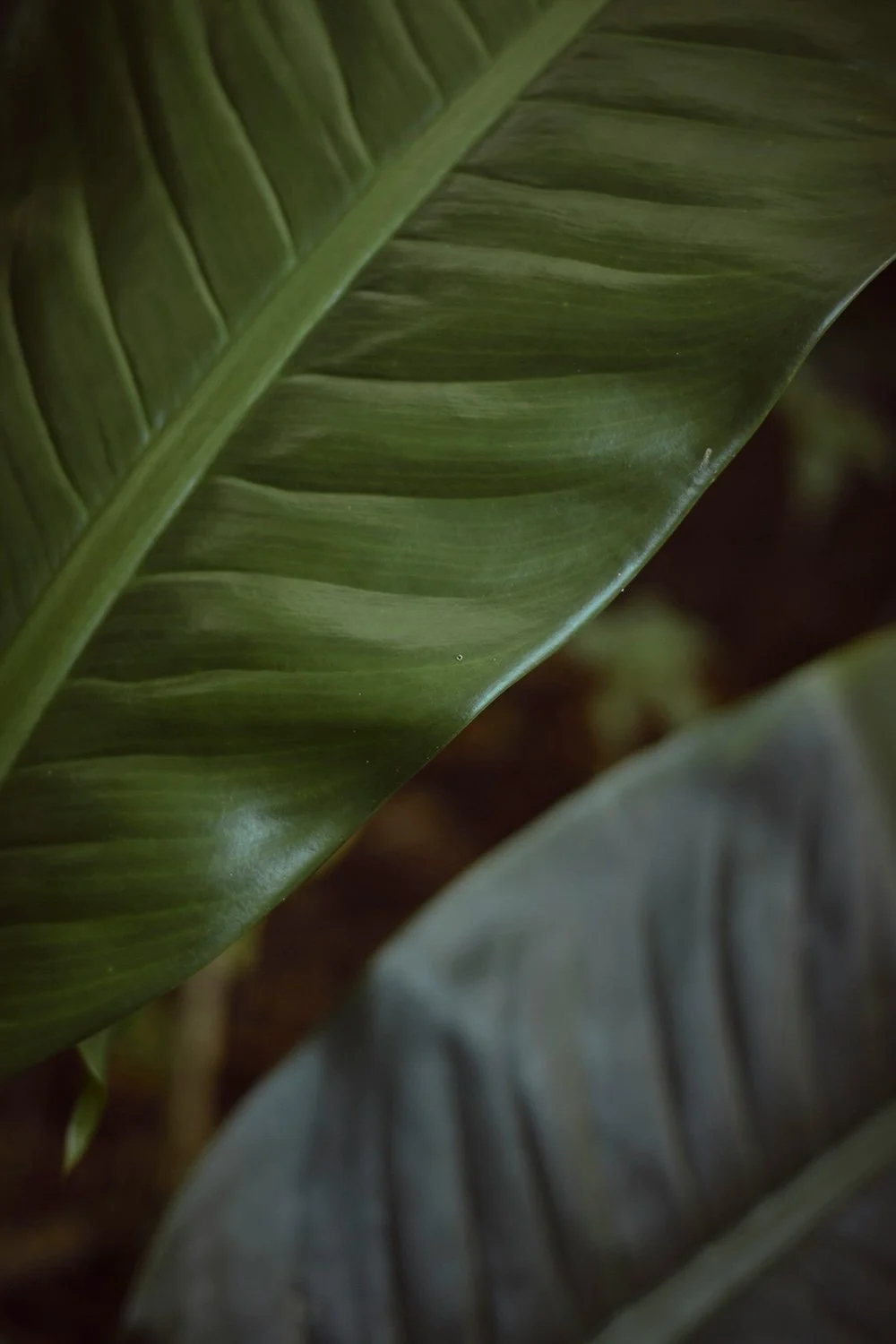 Fast forward nutrition - Close-up of large green tropical leaves with visible veins.