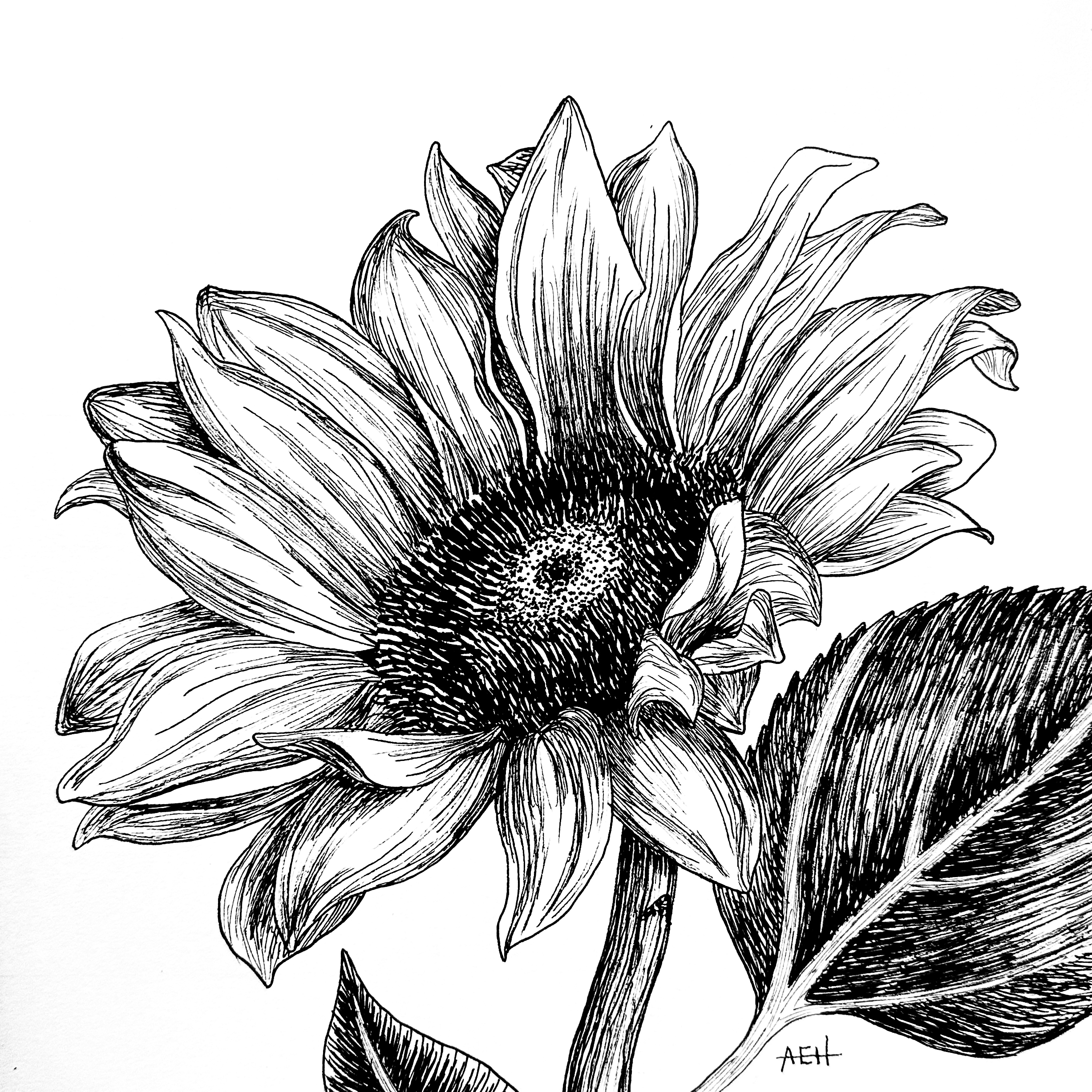 *PREORDER* Sunflower Ink Drawing Fine Art Print