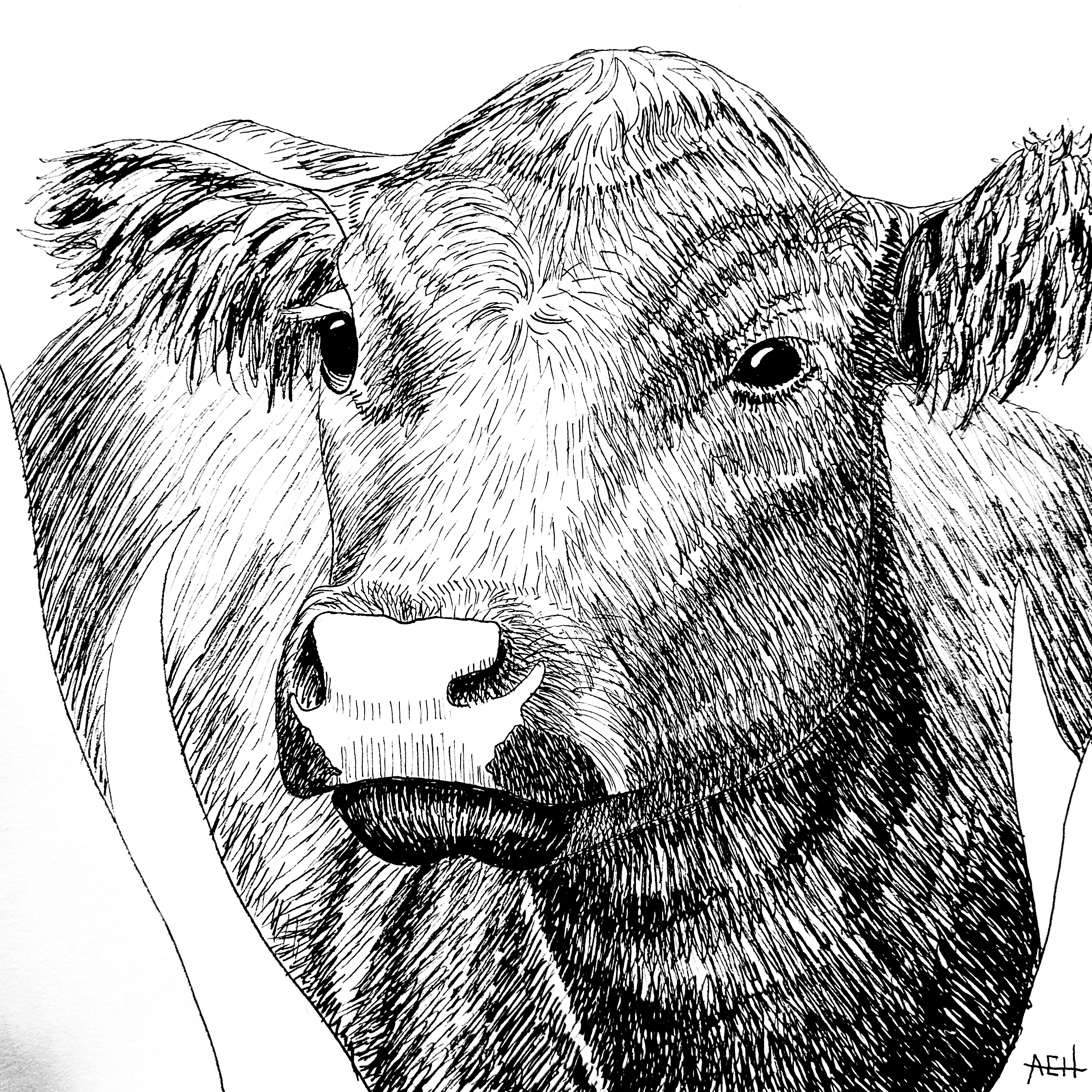 *PREORDER* Cow Ink Drawing Fine Art Print