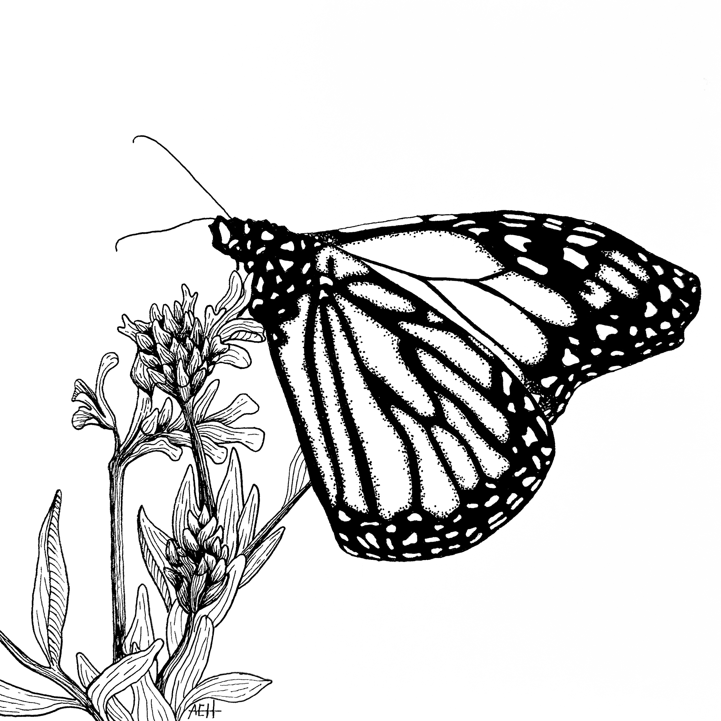 *PREORDER* Butterfly Ink Drawing Fine Art Print