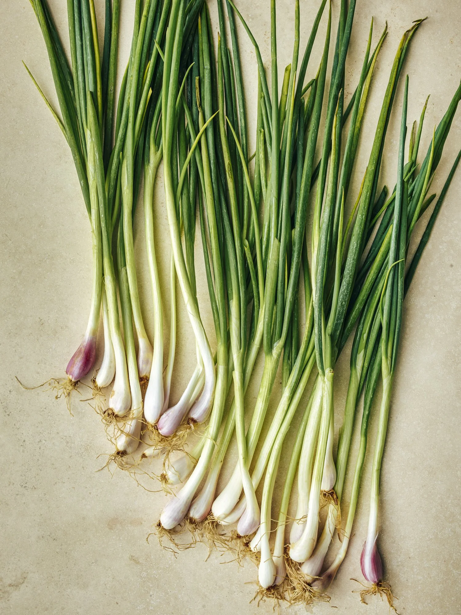 PlantedProductShoot_27_Scallions_1145.jpg