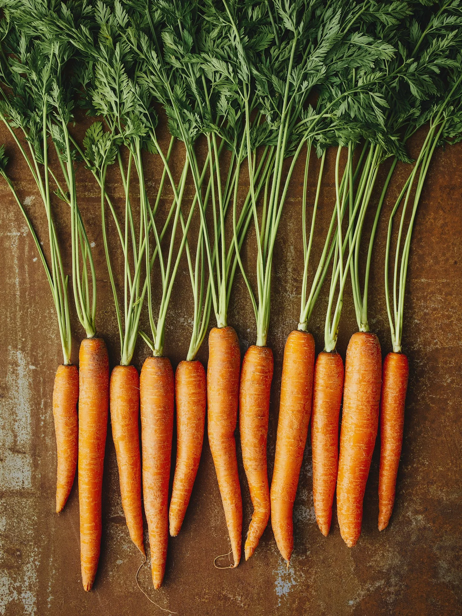 PlantedProductShoot_32_Carrots_1303.jpg