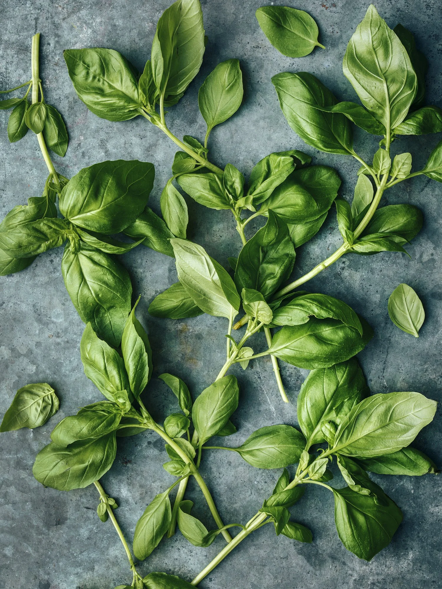 PlantedProductShoot_23_Basil_1046.jpg