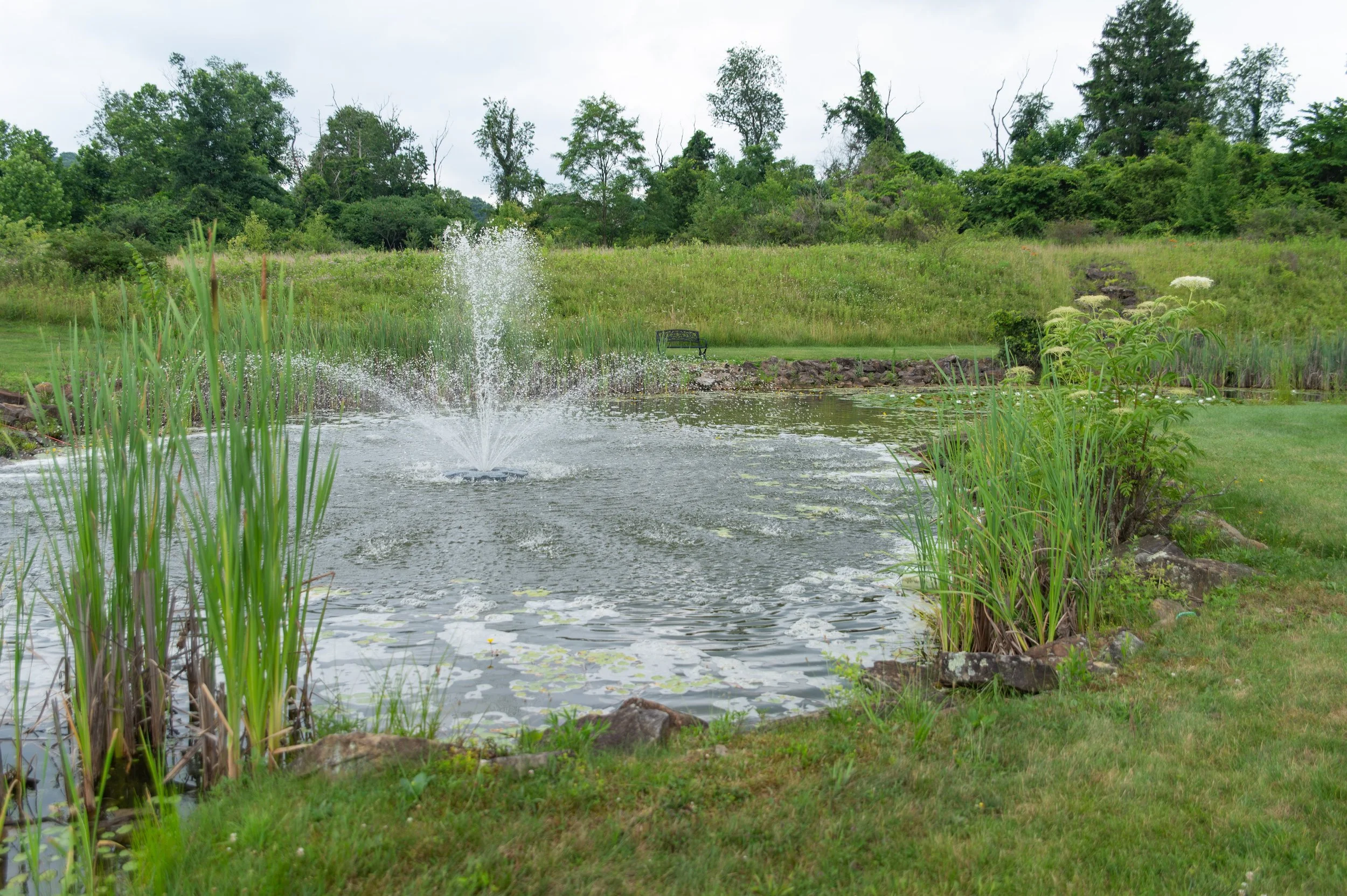 A pond with a fountain in the center, surrounded by grass, rocks, and green plants, with trees and a cloudy sky in the background.