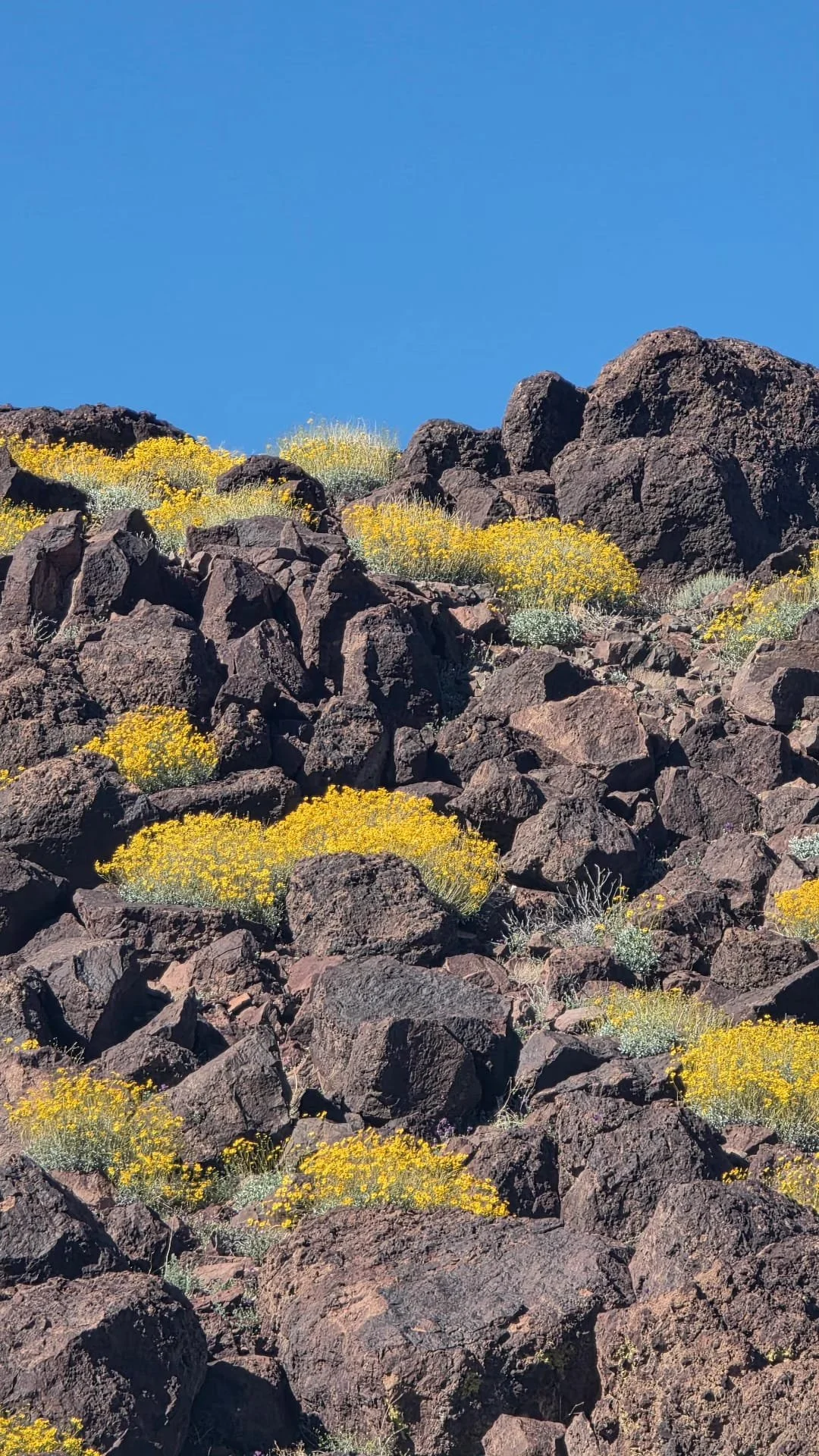 Rocky hillside with dark brown and black rocks, yellow and gray desert plants, and a clear blue sky.