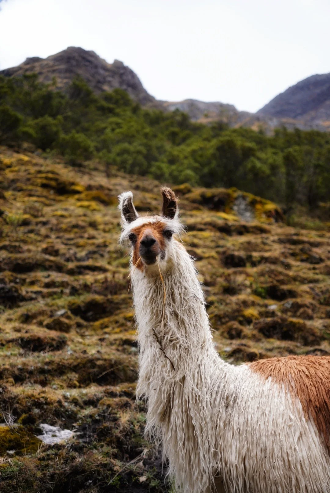 Ollantaytambo, Peru
