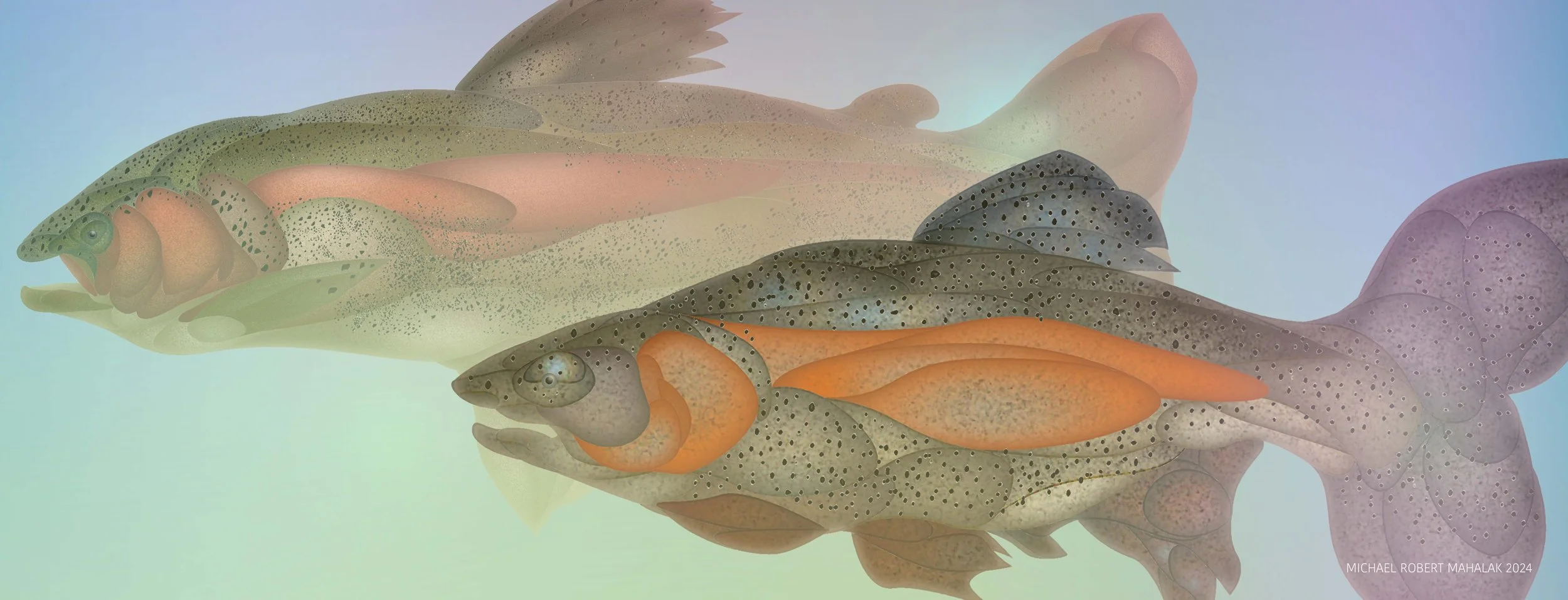 "The Rainbow Trout Journey", Digital, 17" x 6 1/2", 2024