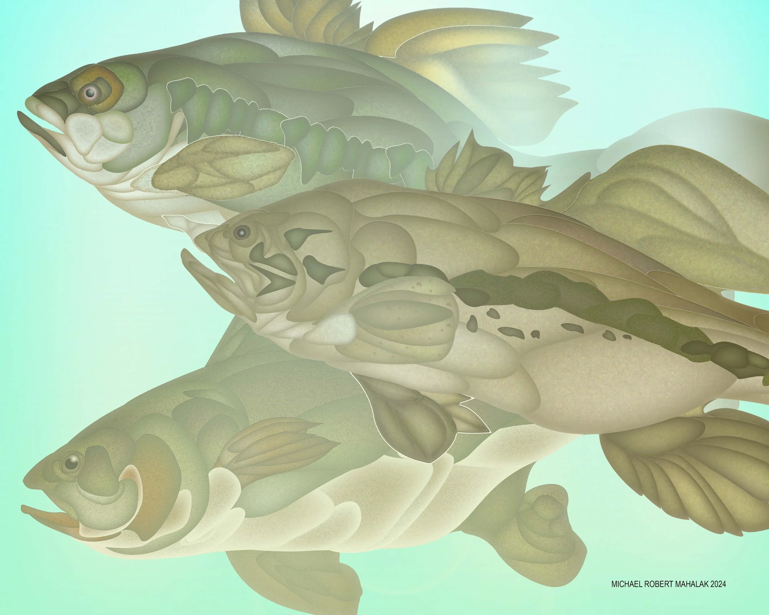 "Bass  Fishes", Digital, 15" x 12", 2024