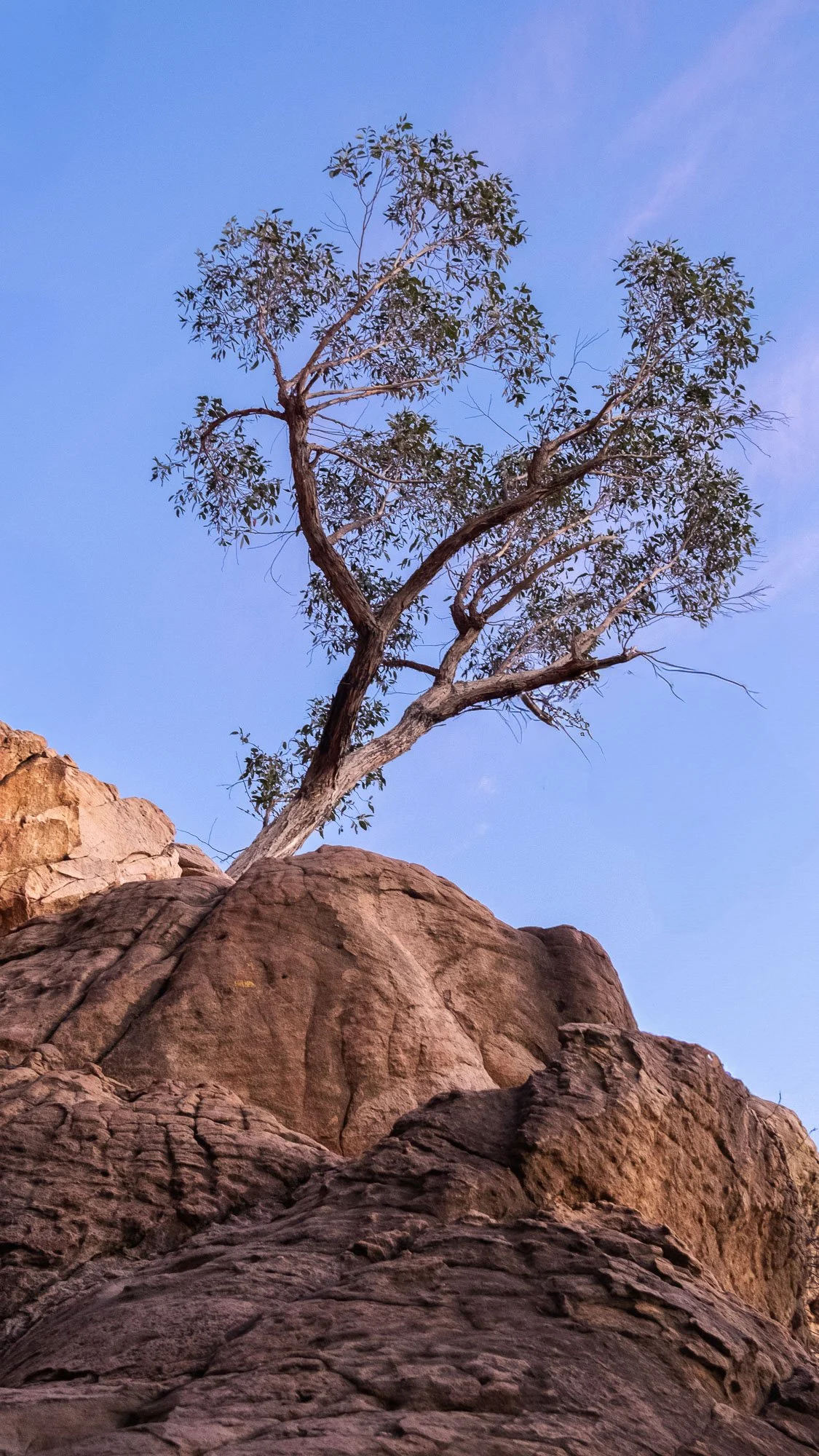 A lone tree growing on a rocky hill against a clear blue sky.