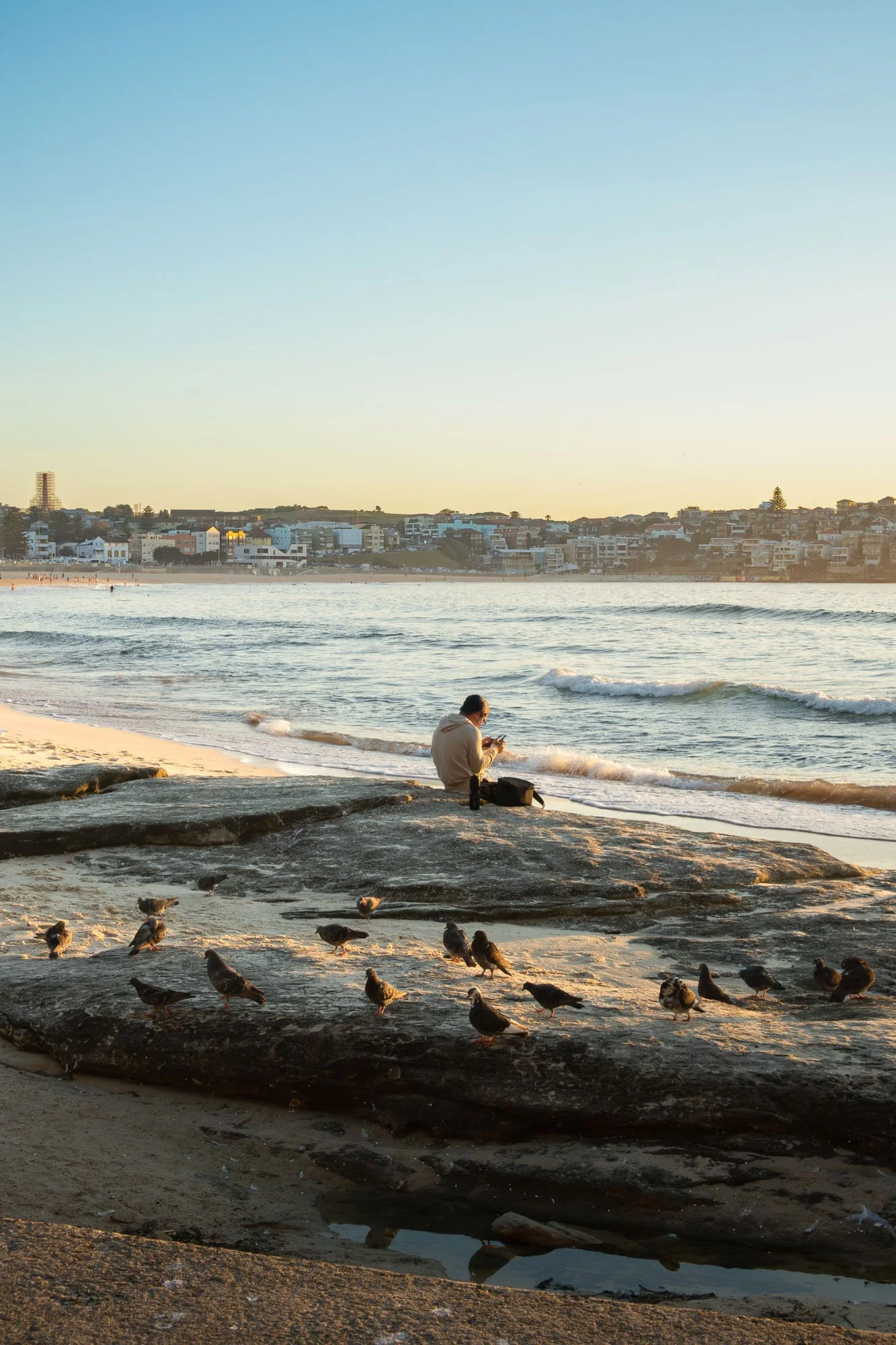 Person sitting on a rock at the beach, looking at their phone, with pigeons nearby and a cityscape in the background during sunset.