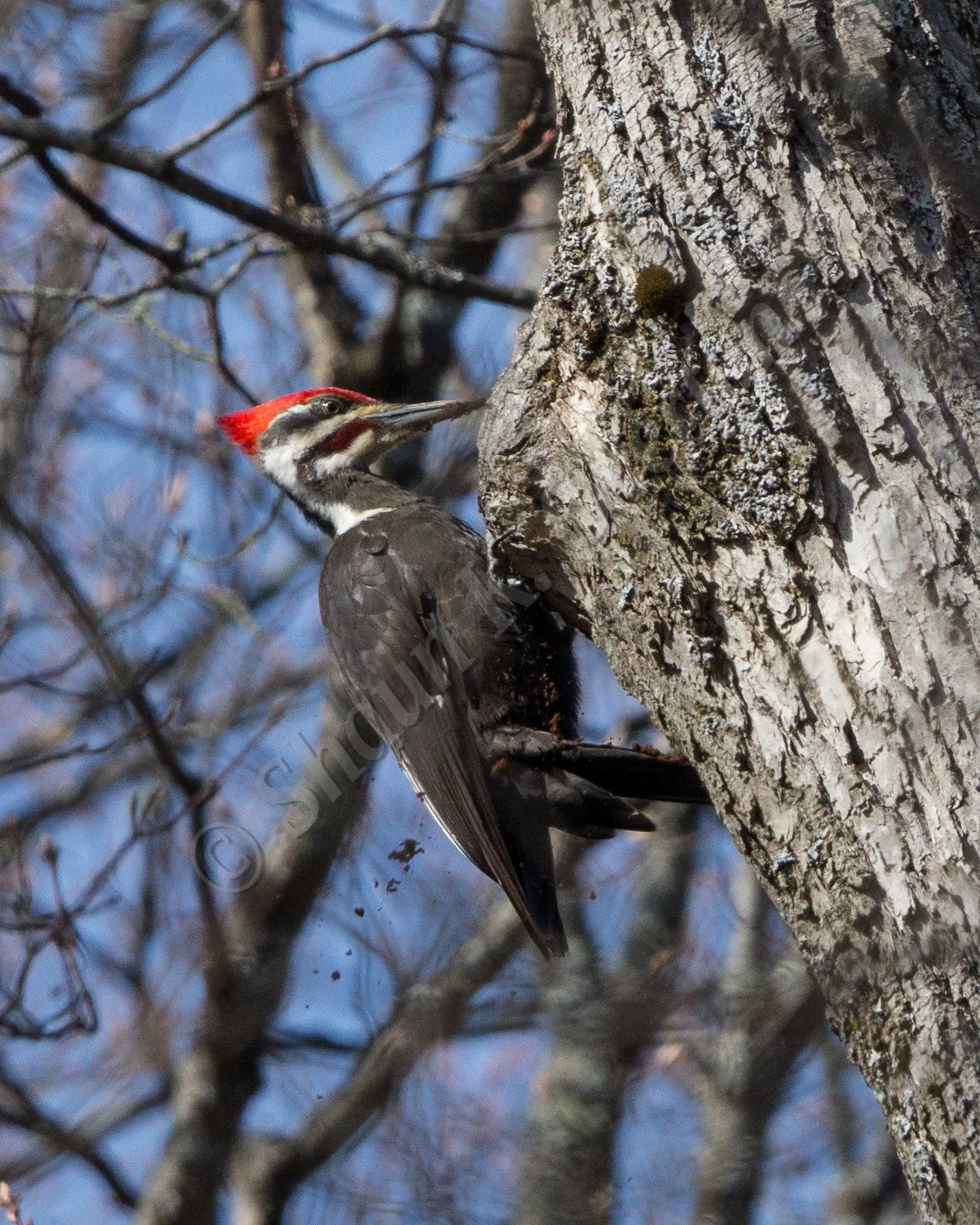 A woodpecker with a red crown and black and white body pecks at a tree trunk.