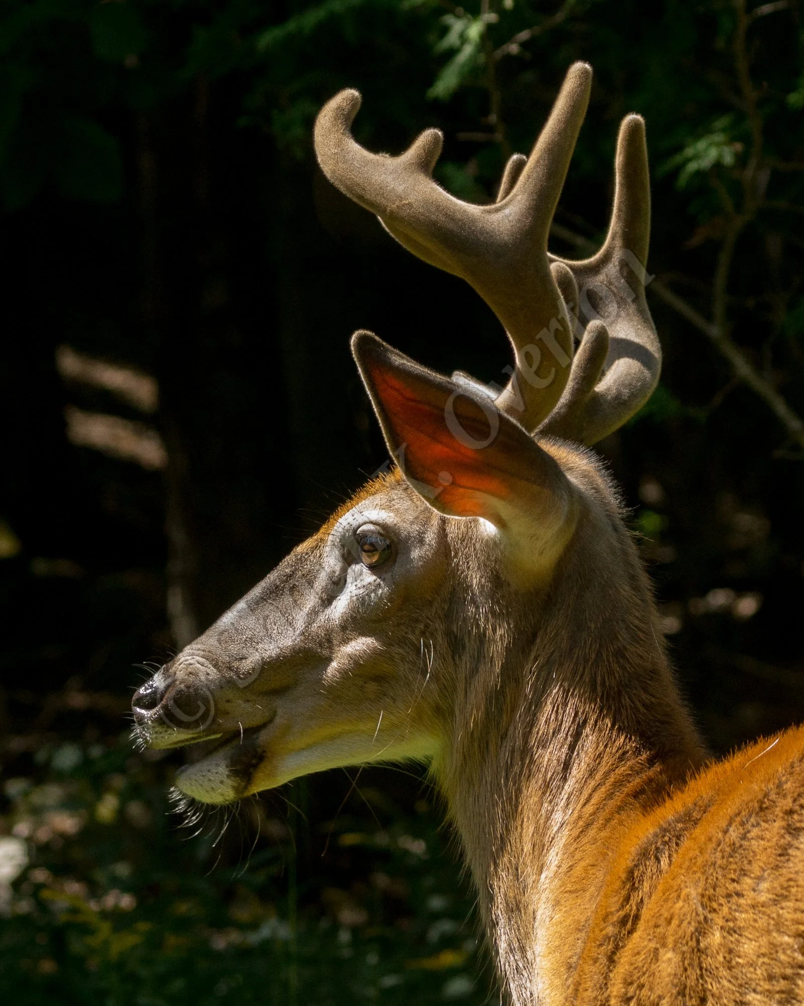 Buck on alert - Haliburton