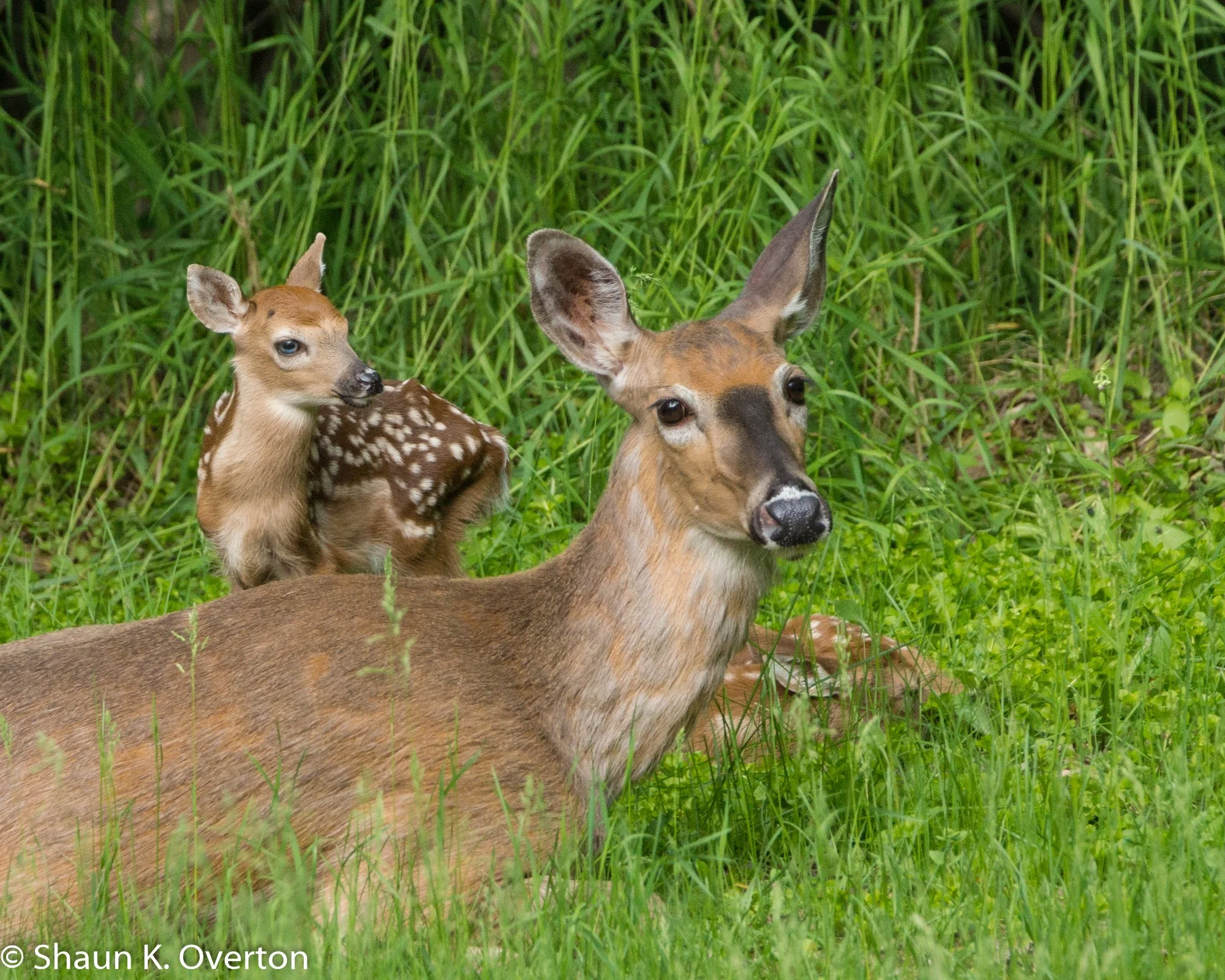 Doe and newborn twins - Haliburton