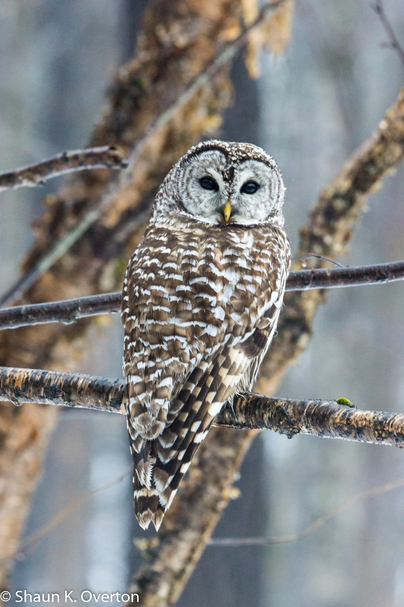 Barred Owl on a misty Haliburton day.