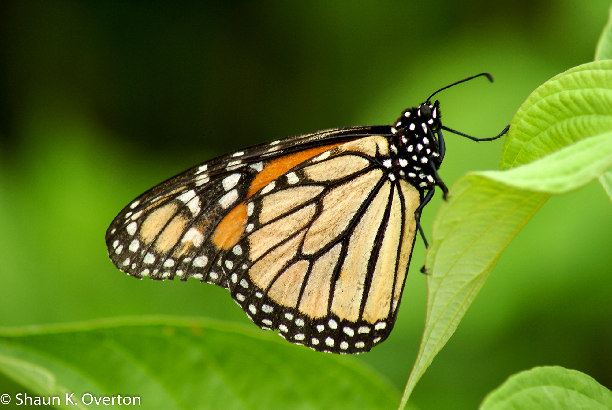 Monarch Butterfly - Haliburton