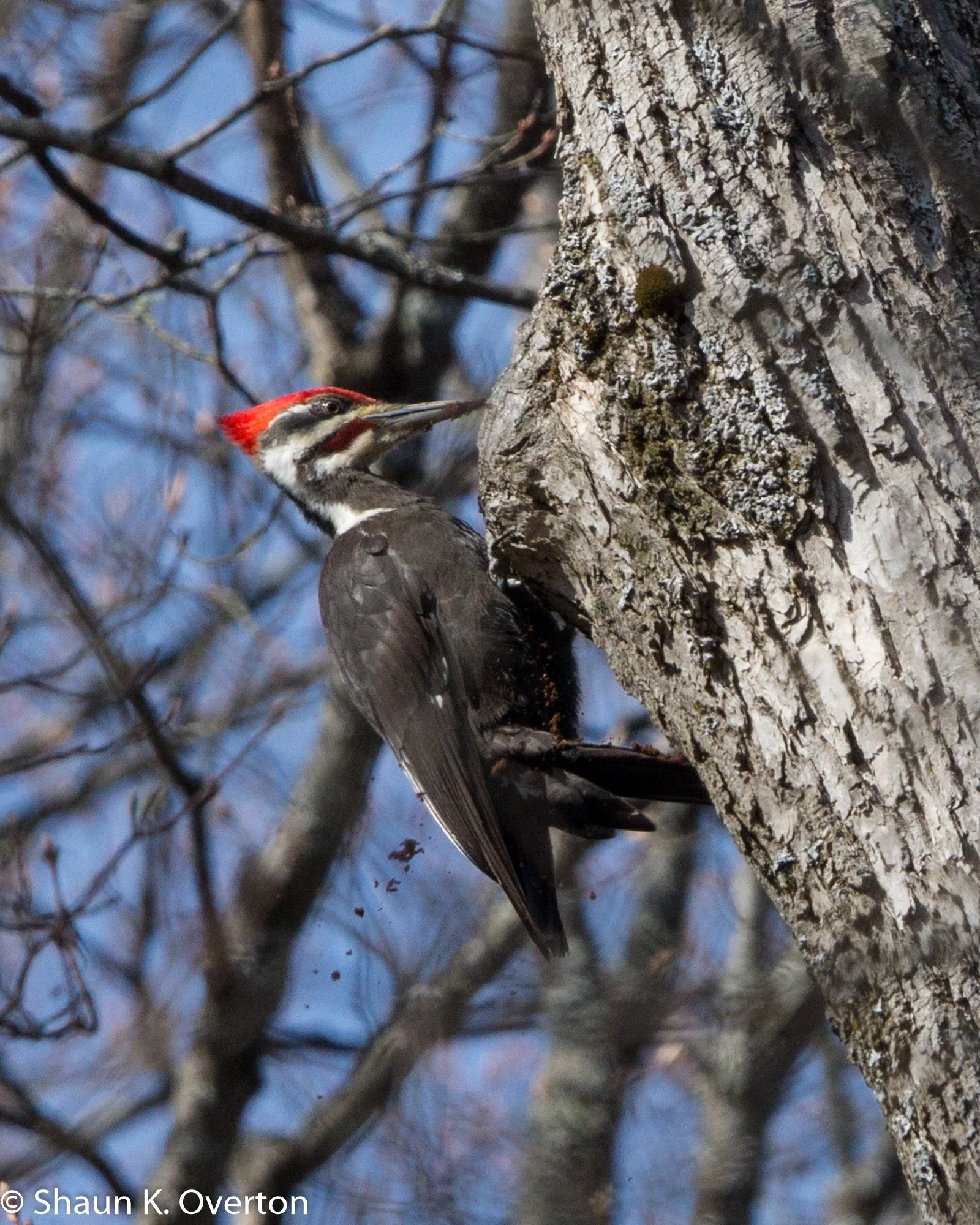 Woodpecker and chips - Haliburton