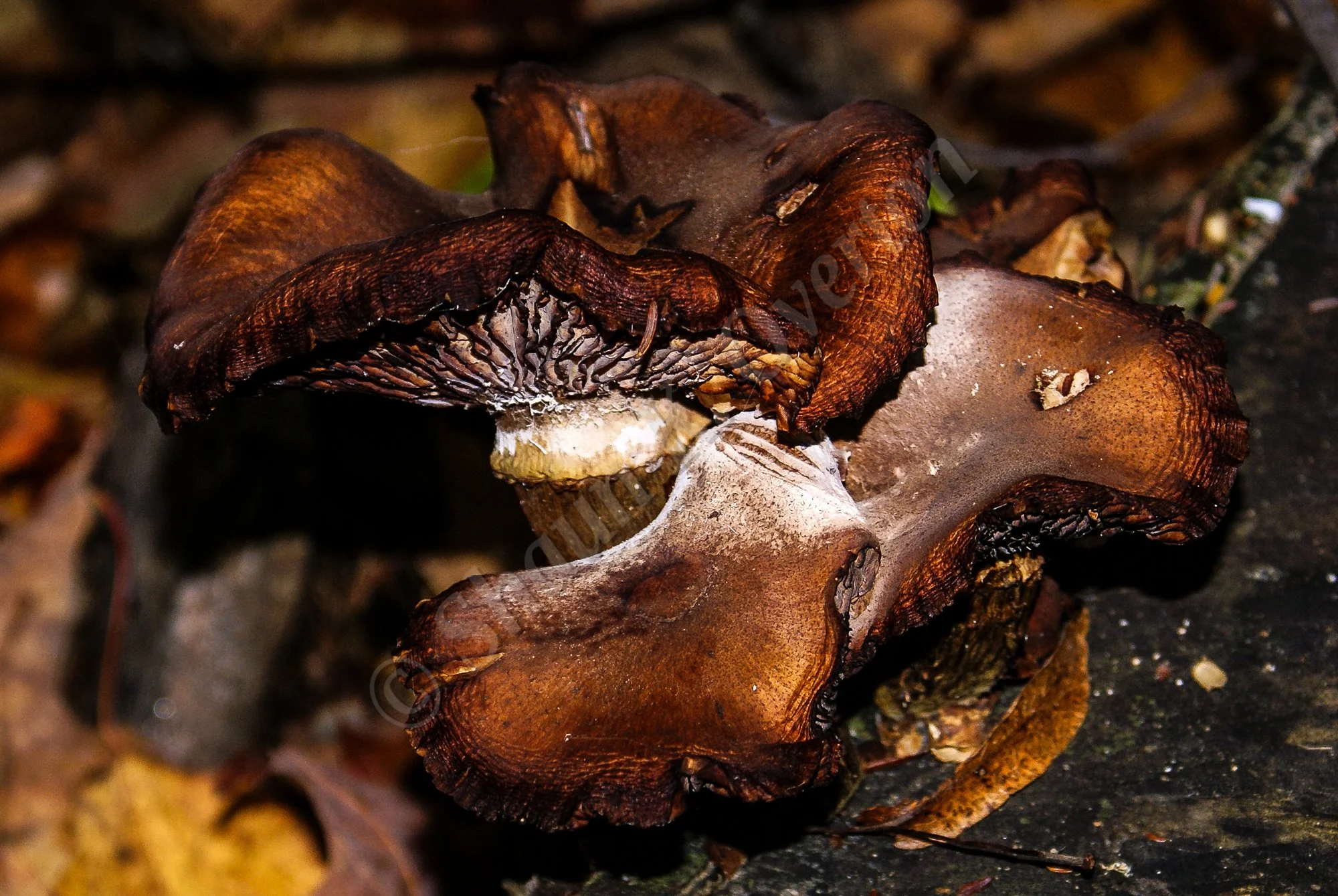 Woodland fungus - Haliburton