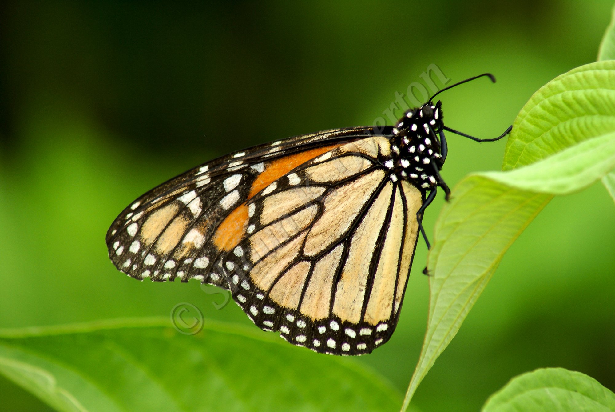 Monarch Butterfly - Haliburton