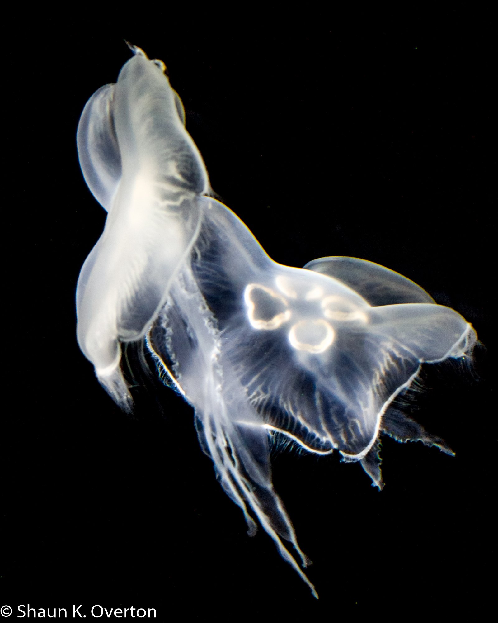 Backlit Jellyfish