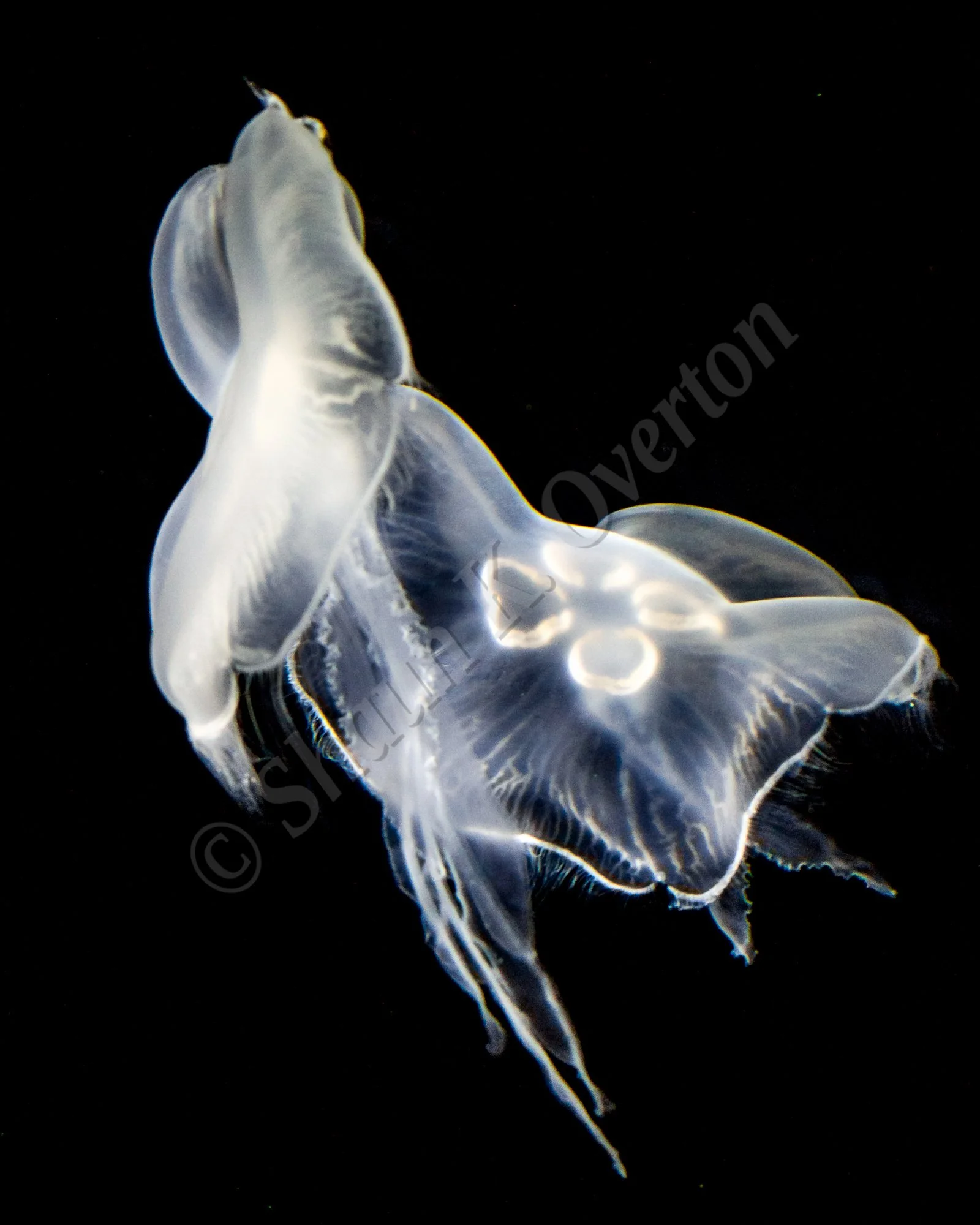 Backlit Jellyfish
