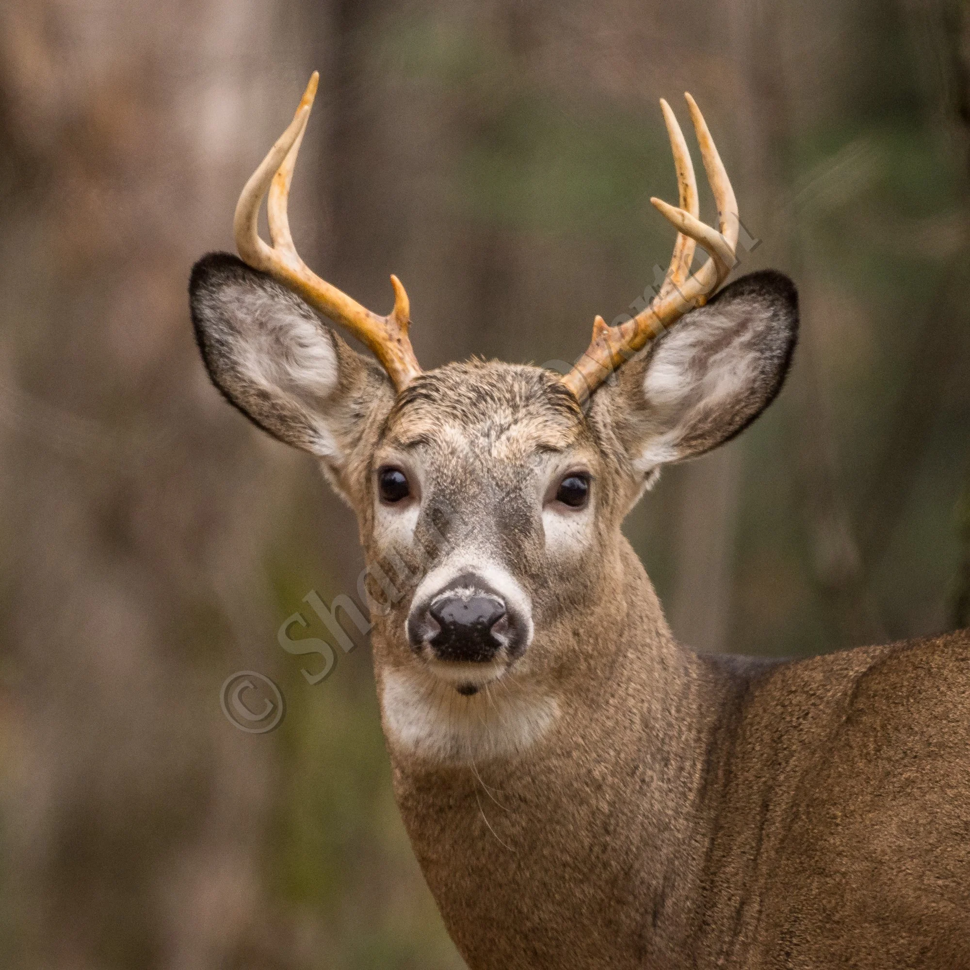 A close-up of a young male deer with antlers, in a forest background.