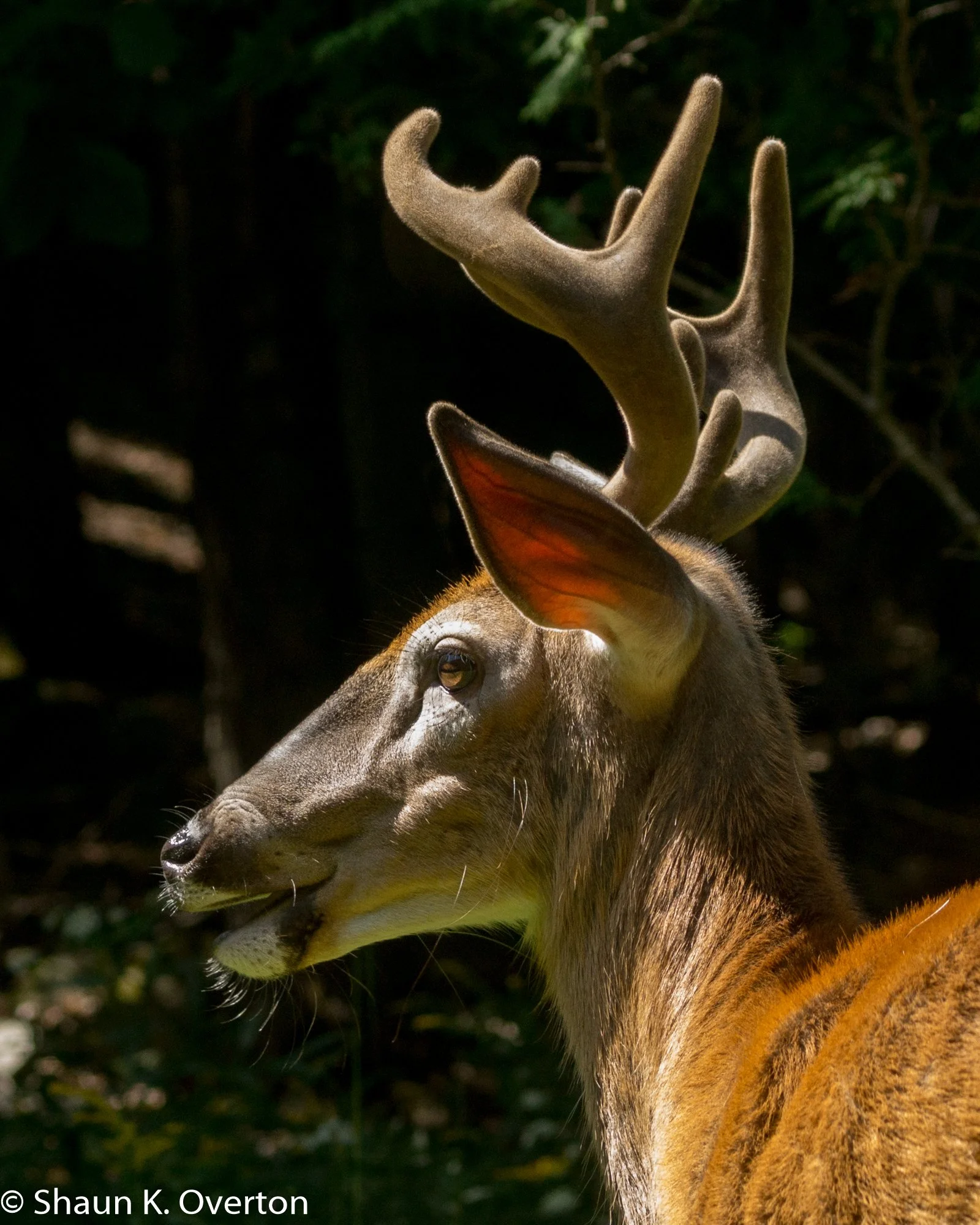 Buck on alert - Haliburton