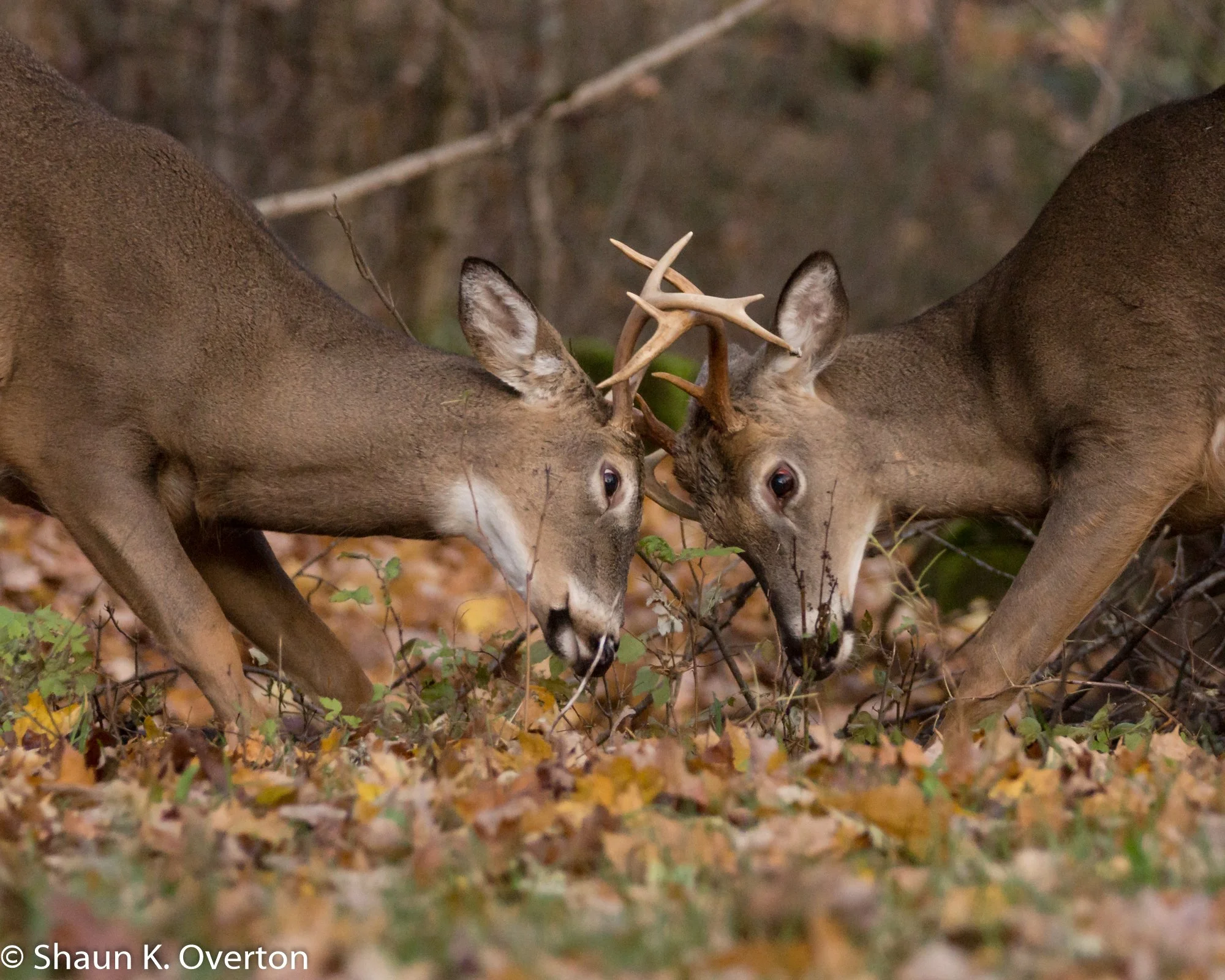 Two young bucks in the Haliburton autumn. 