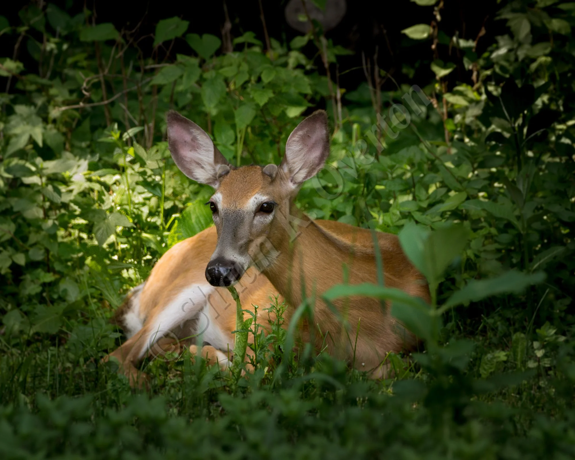 Very young buck - Haliburton